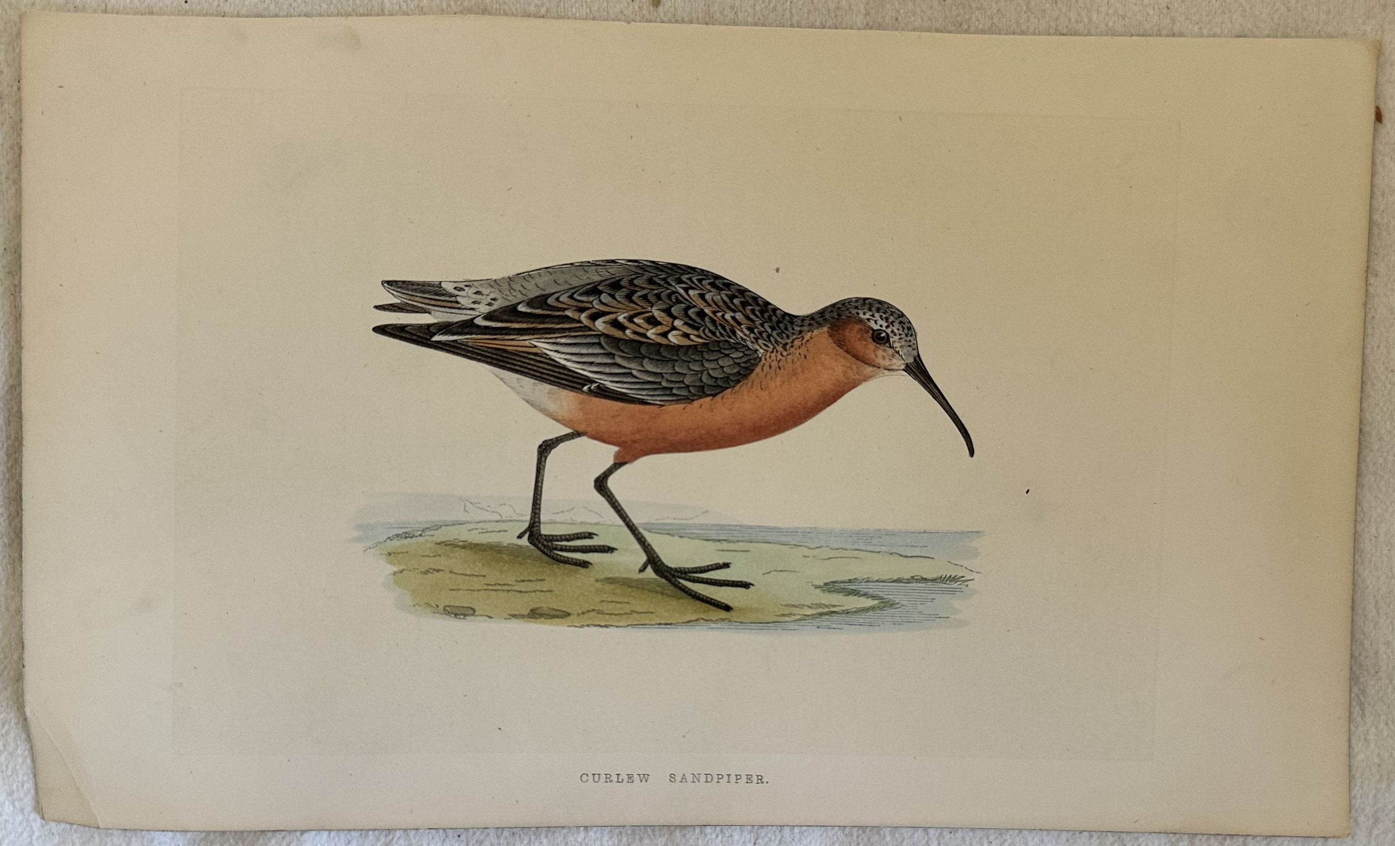 CURLEW SANDPIPER Calidris ferruginea (Piovanello)