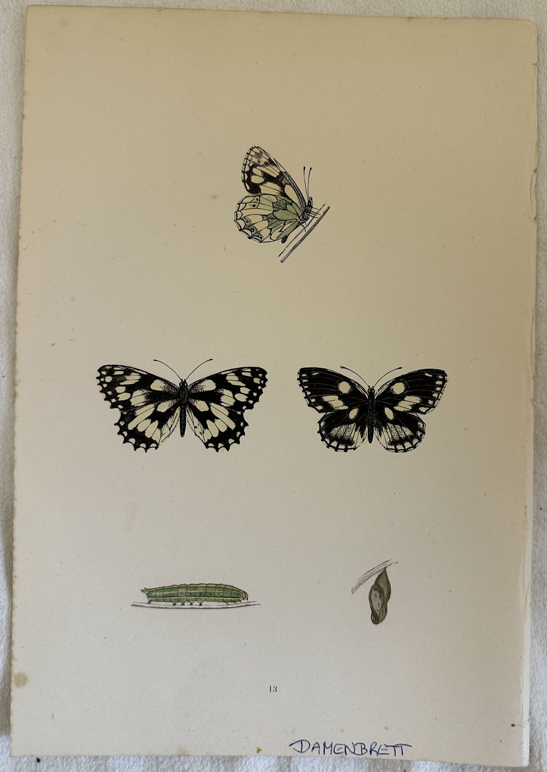 DAMENBRETT Melanargia galathea (Galatea)