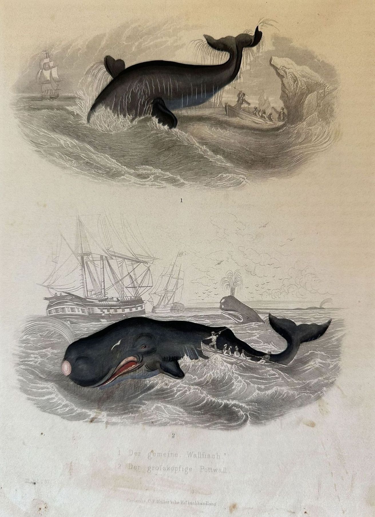 DE GEMEINE WALLFISCH DR GROSSKOPFIGE