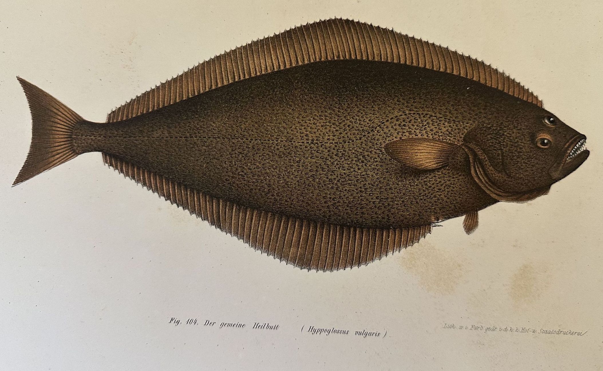 DER GEMEINE HEILBUTT (Hyppoglossus vulgaris) Halibut