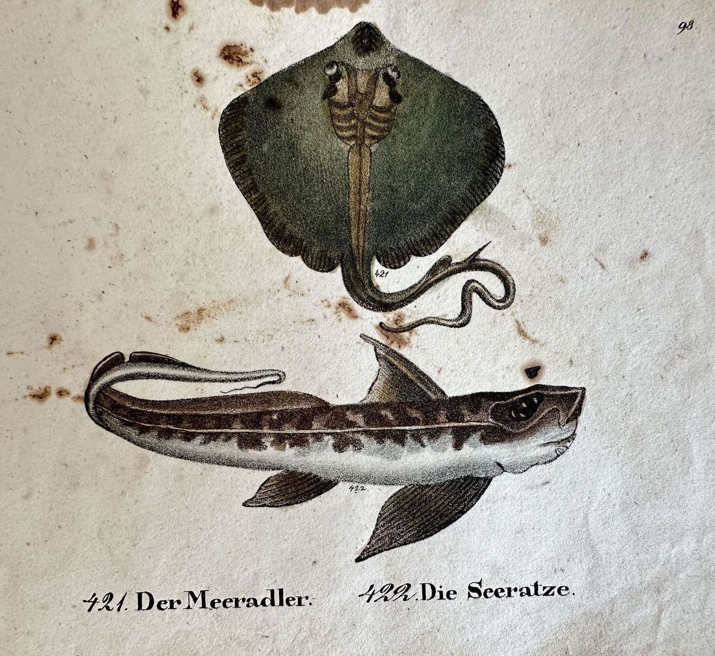 DER MEERADLER DIE SCERATZE