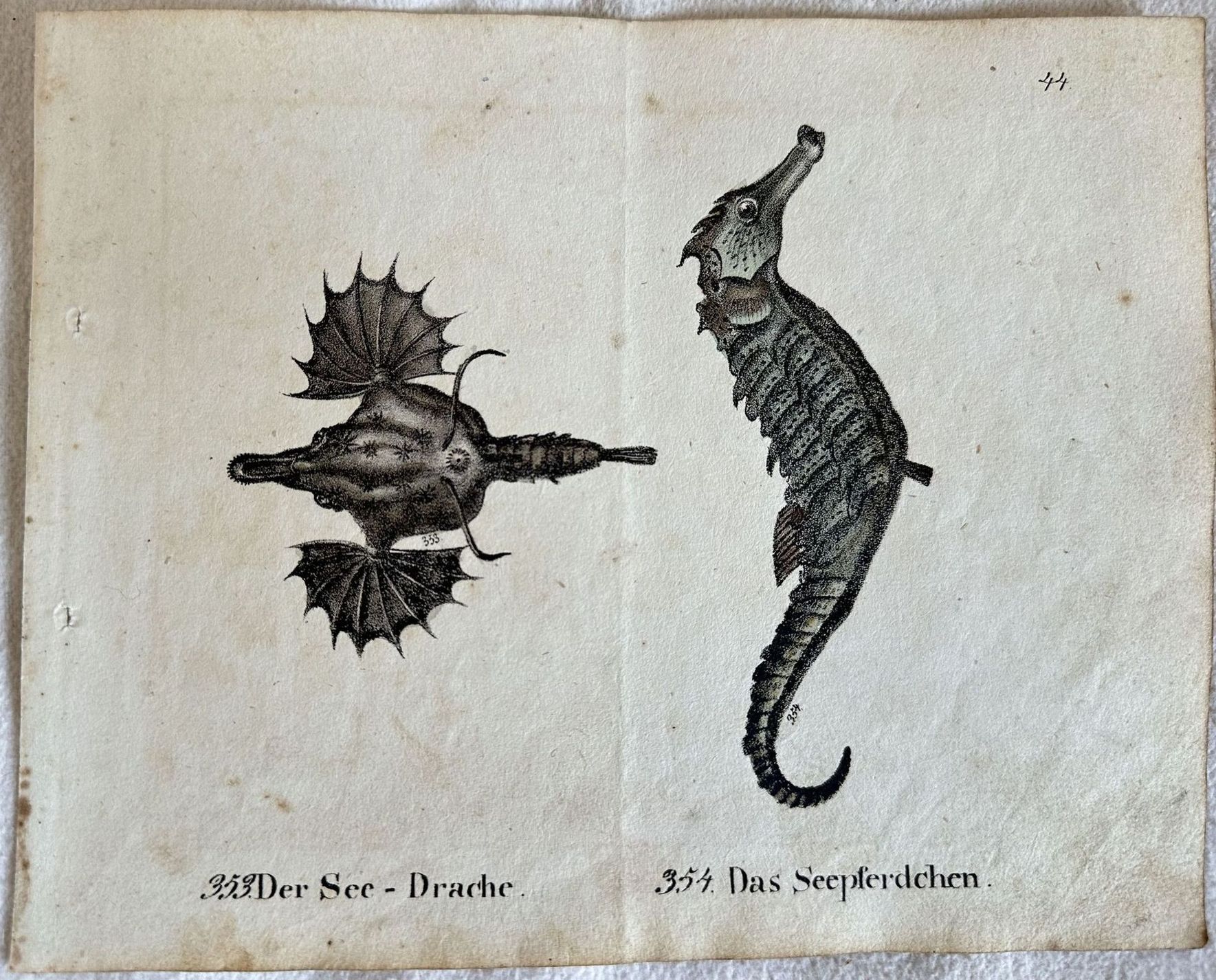 DER SEE DRACHE DAS SEEPFERDCHEN