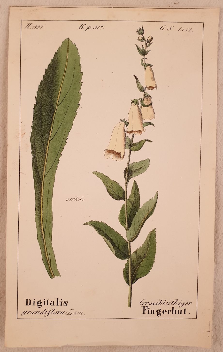 Digitalis grandiflora