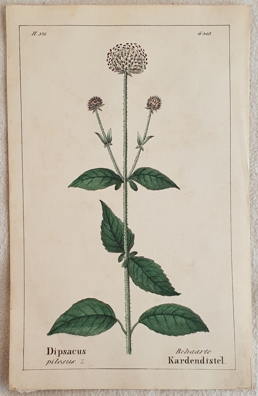 Dipsacus pilosus