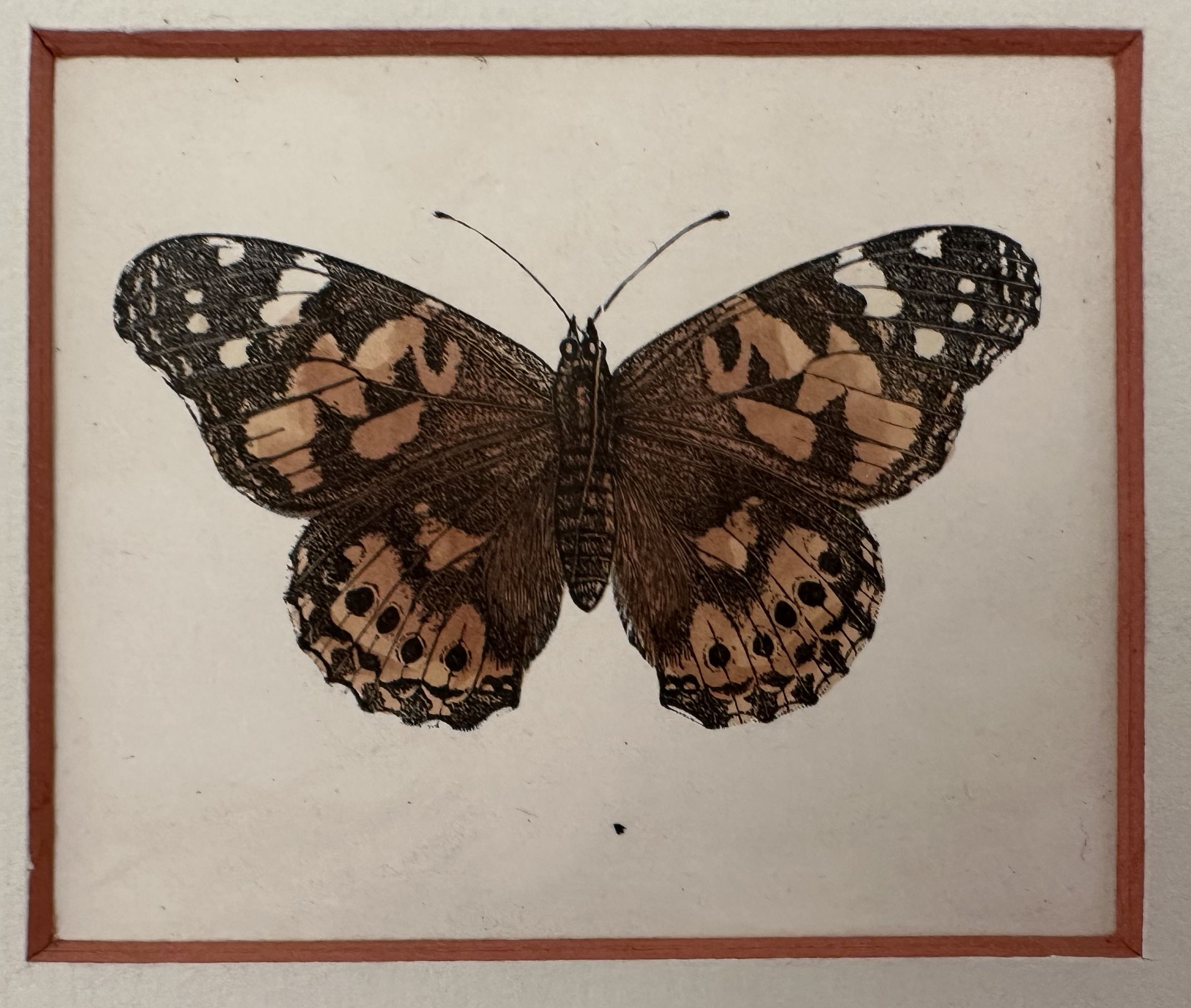 Distelfalter(Vanessa cardui) Vanessa del cardo