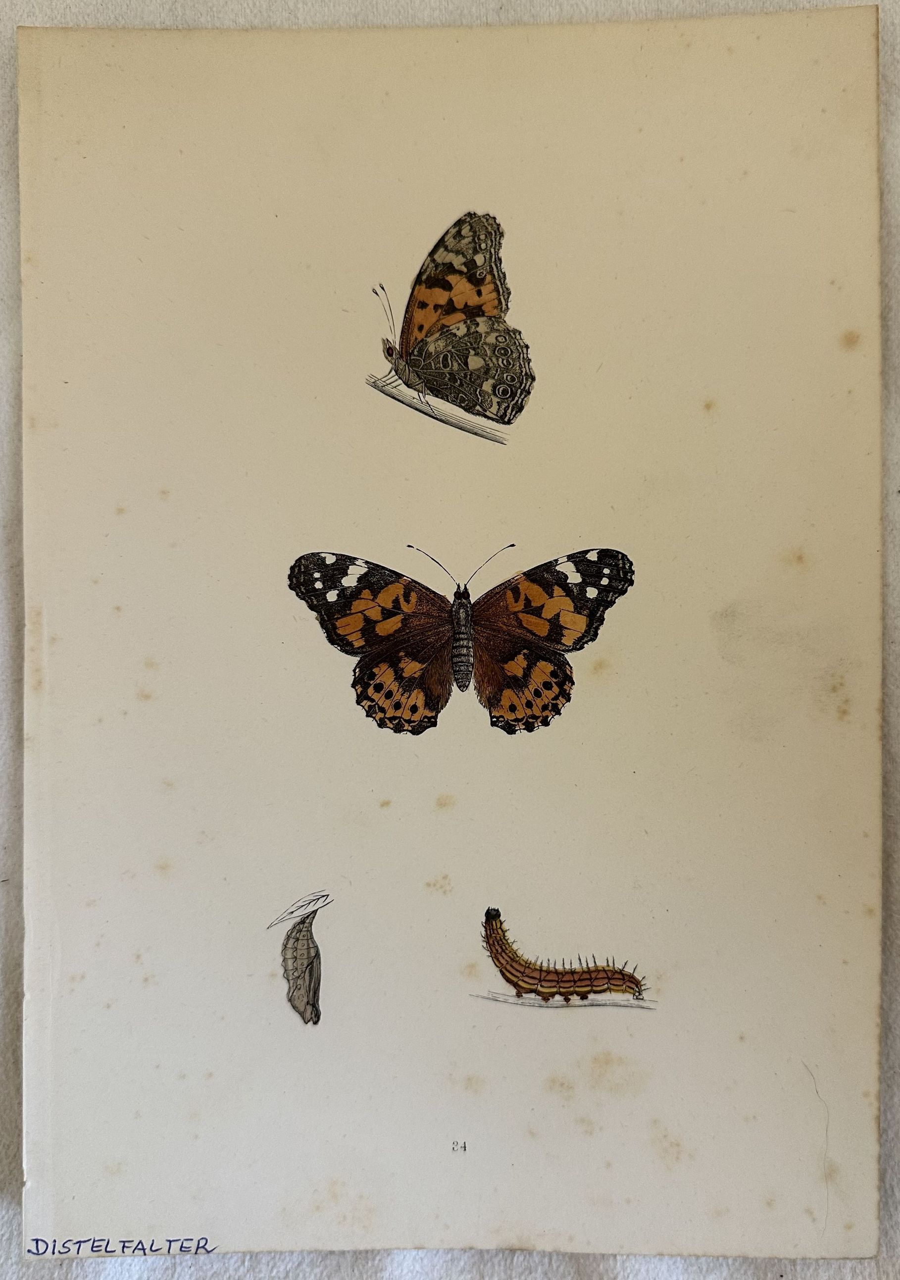 DISTELFALTER Vanessa cardui (Vanessa del cardo)