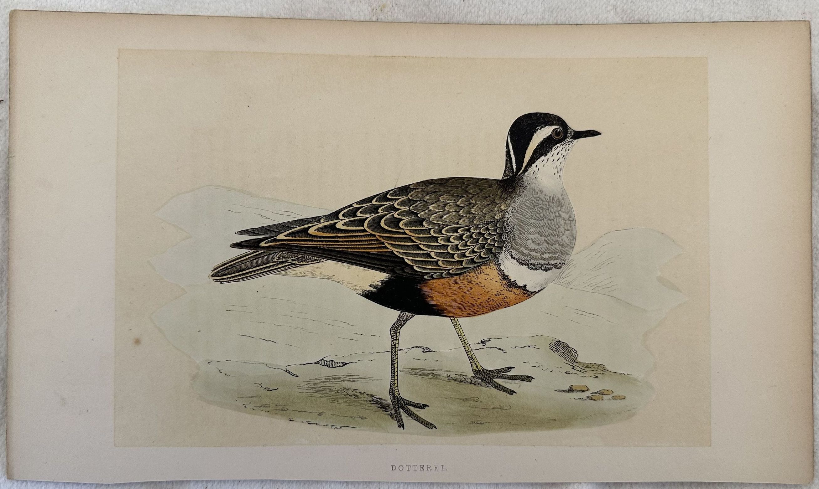 DOTTEREL Charadrius morinellus (Piviere tortolino)