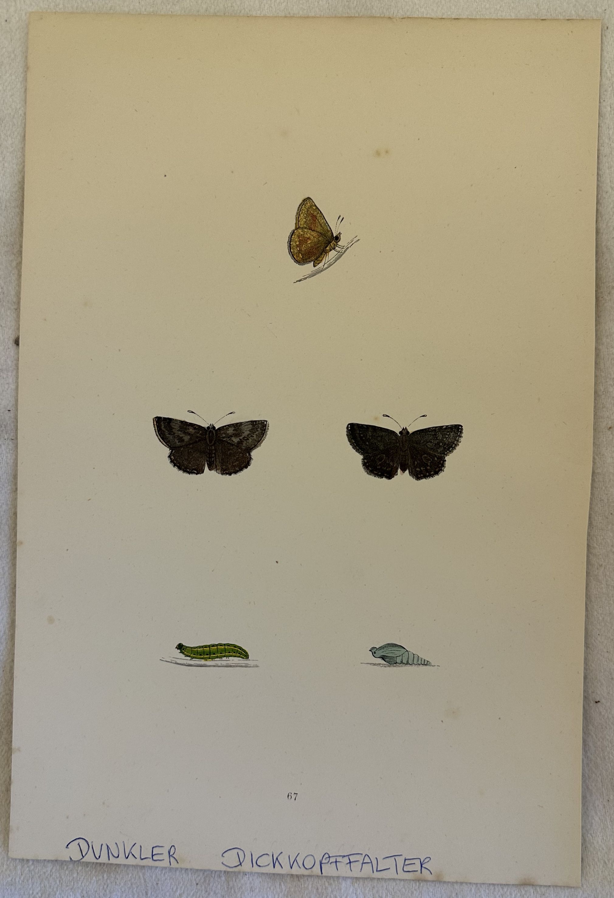 DUNKLER DICKKOPFFALTER Erynnis tages Brughiera scarsa\