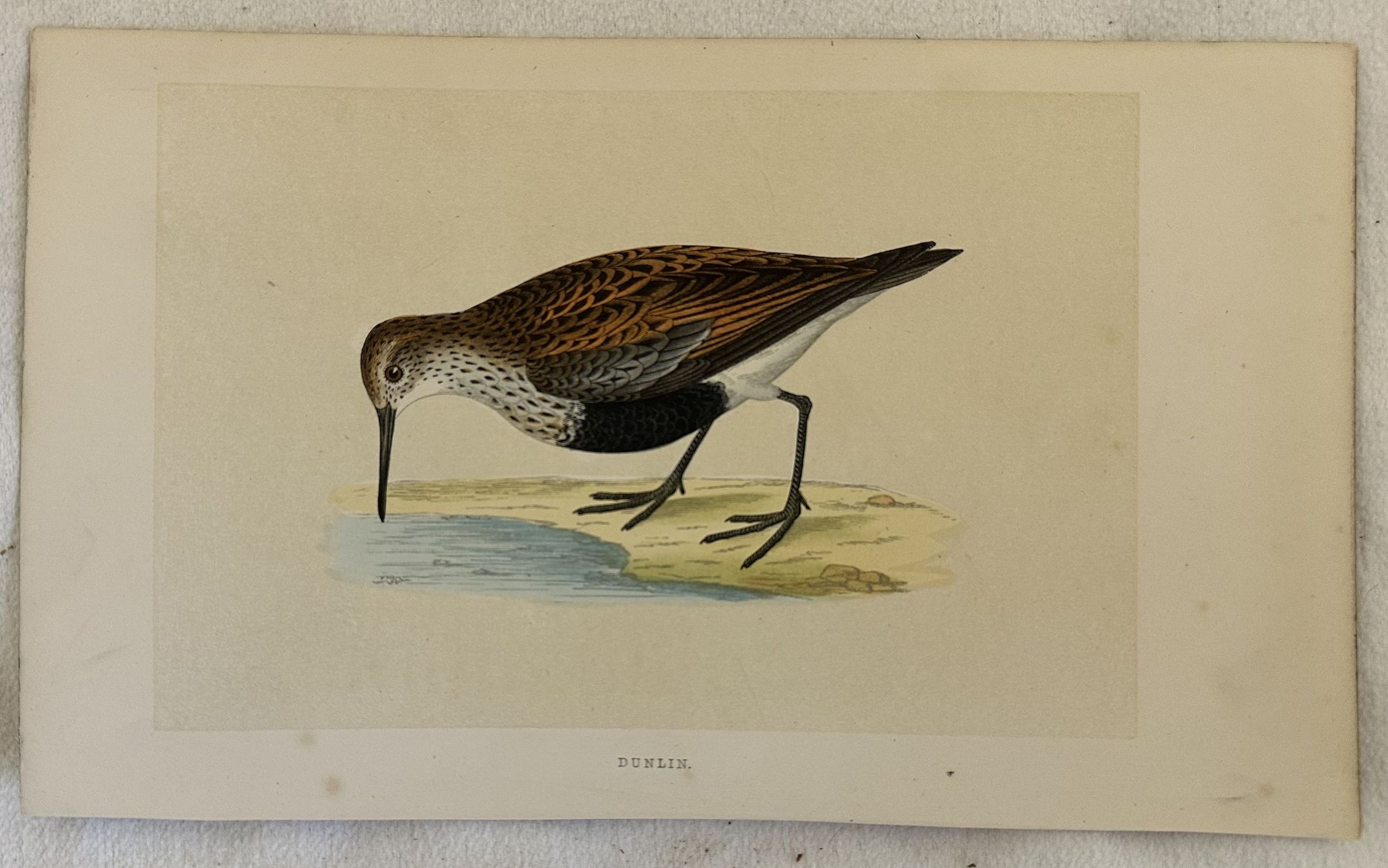 DUNLIN Calidris alpina (Piovanello pancianera)