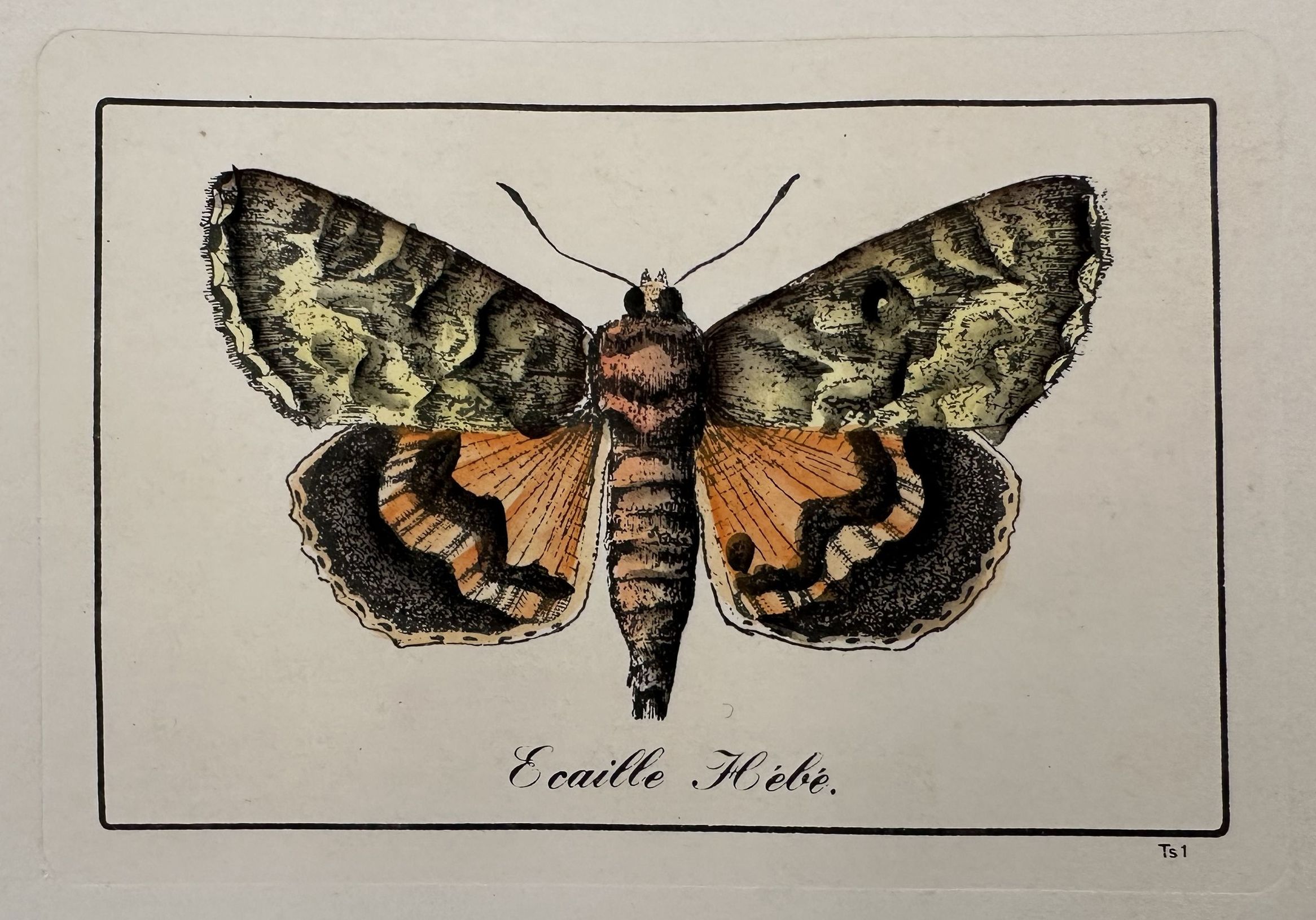 Ecaille hebè Arctia festiva Falena tigre di Hebe