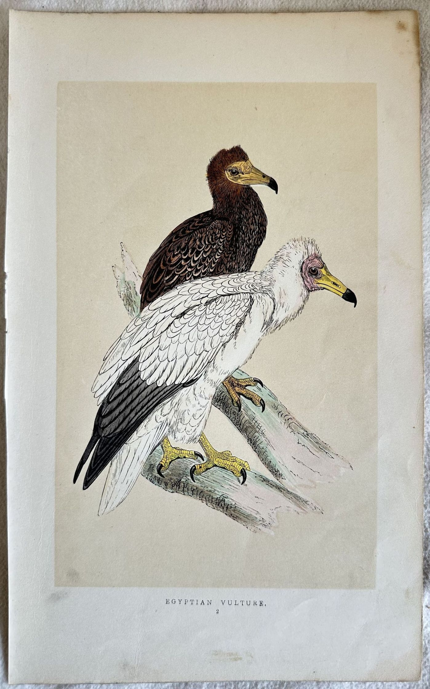 EGYPTIAN VULTURE (Capovaccaio)