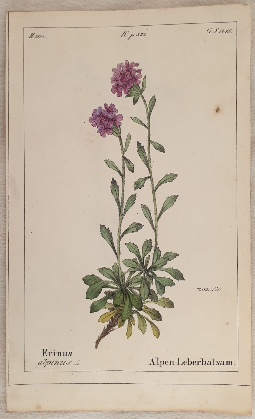 Erinus alpinus