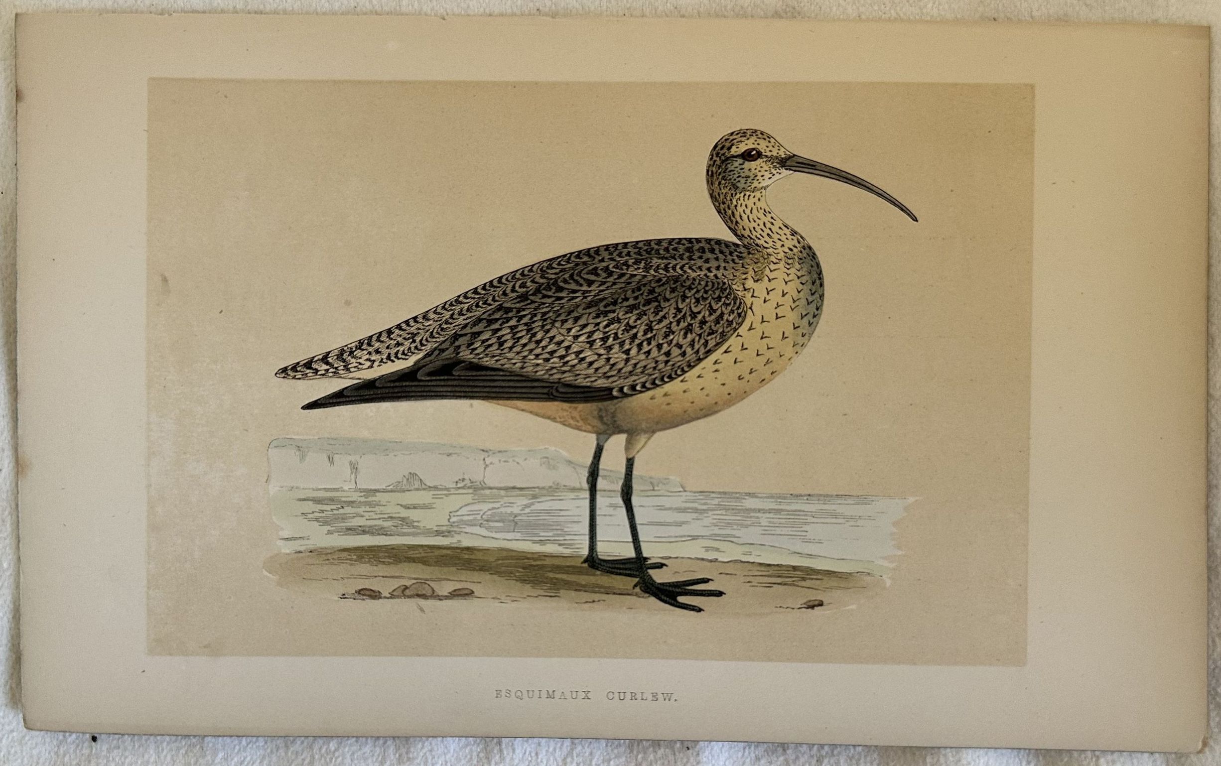 ESQUIMAUX CURLEW Numenius Borealis (Chiurlo boreale)