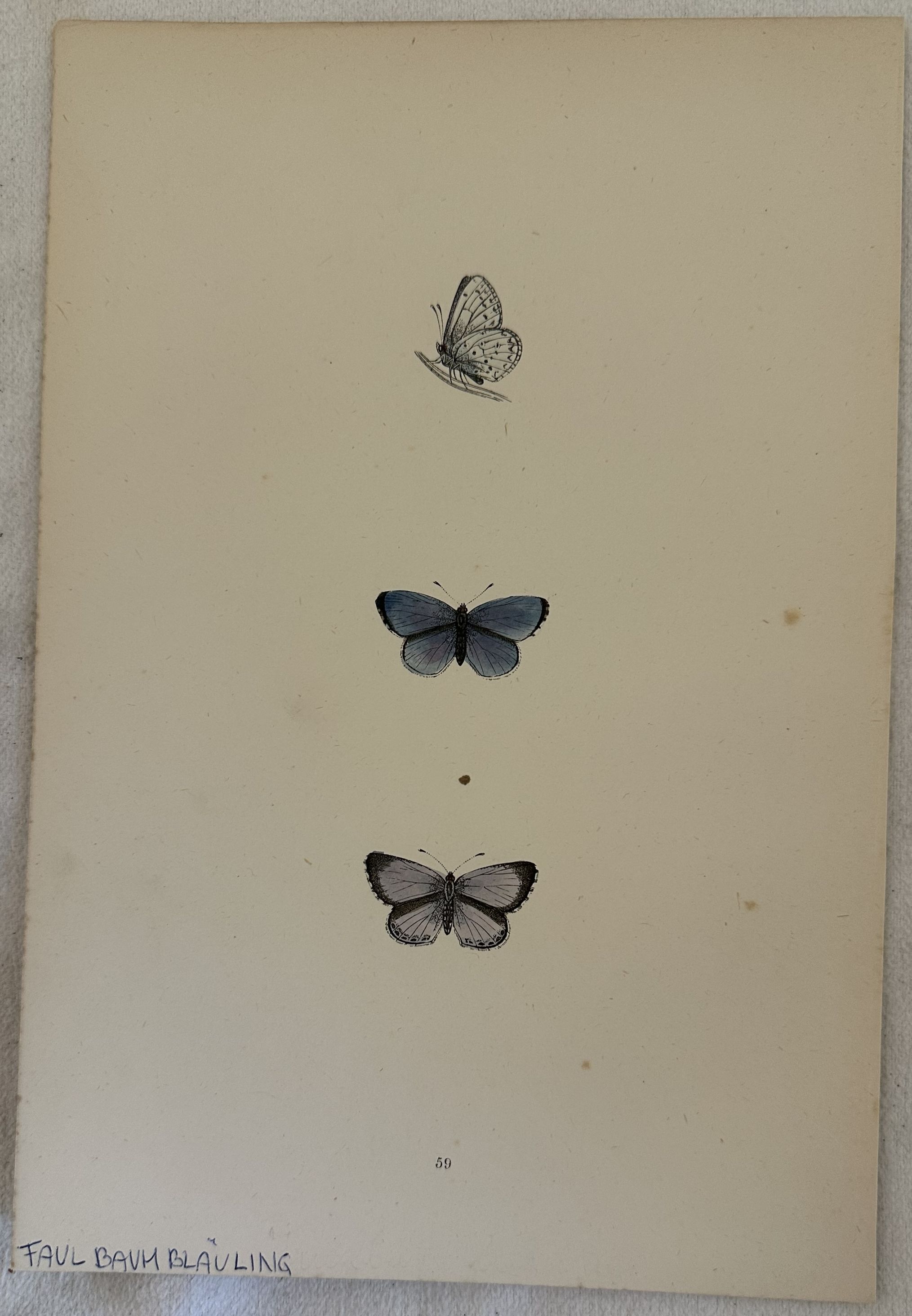 FAULBAUM BLAULING Celastrina argiolus Blu sacro