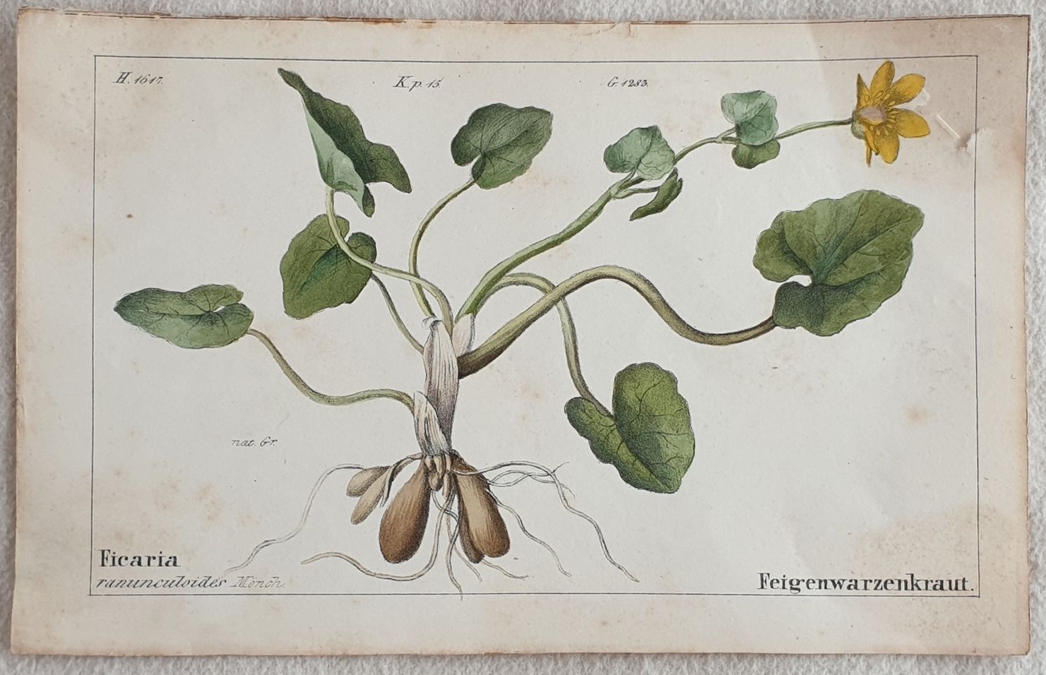 Ficaria ranunculoides
