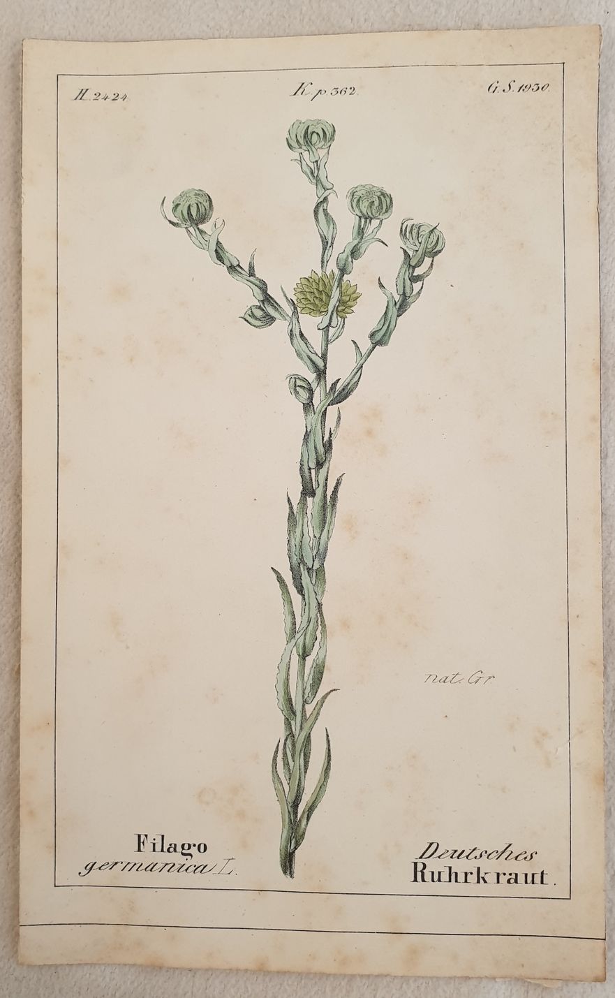 Filago germanica