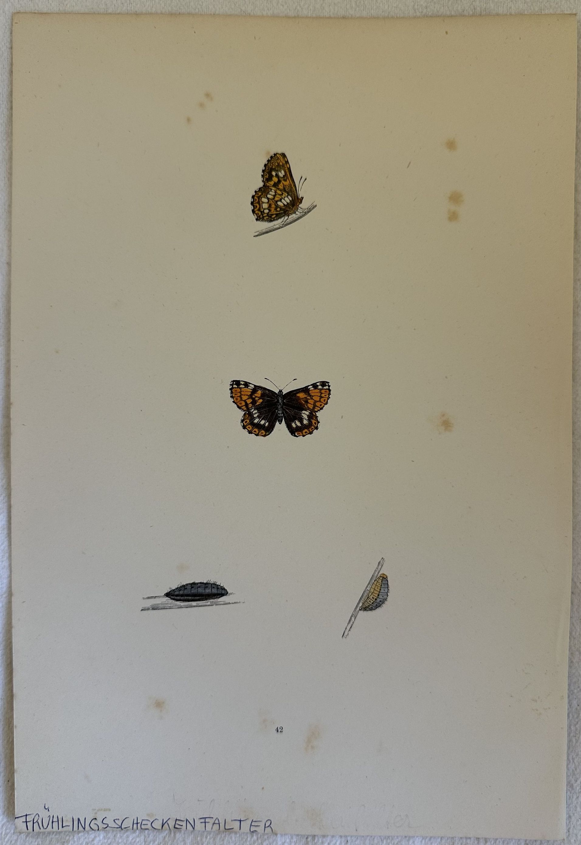 FRUHLINGS SCHECKENFALTER Hamearis lucina (Duca di Borgogna)