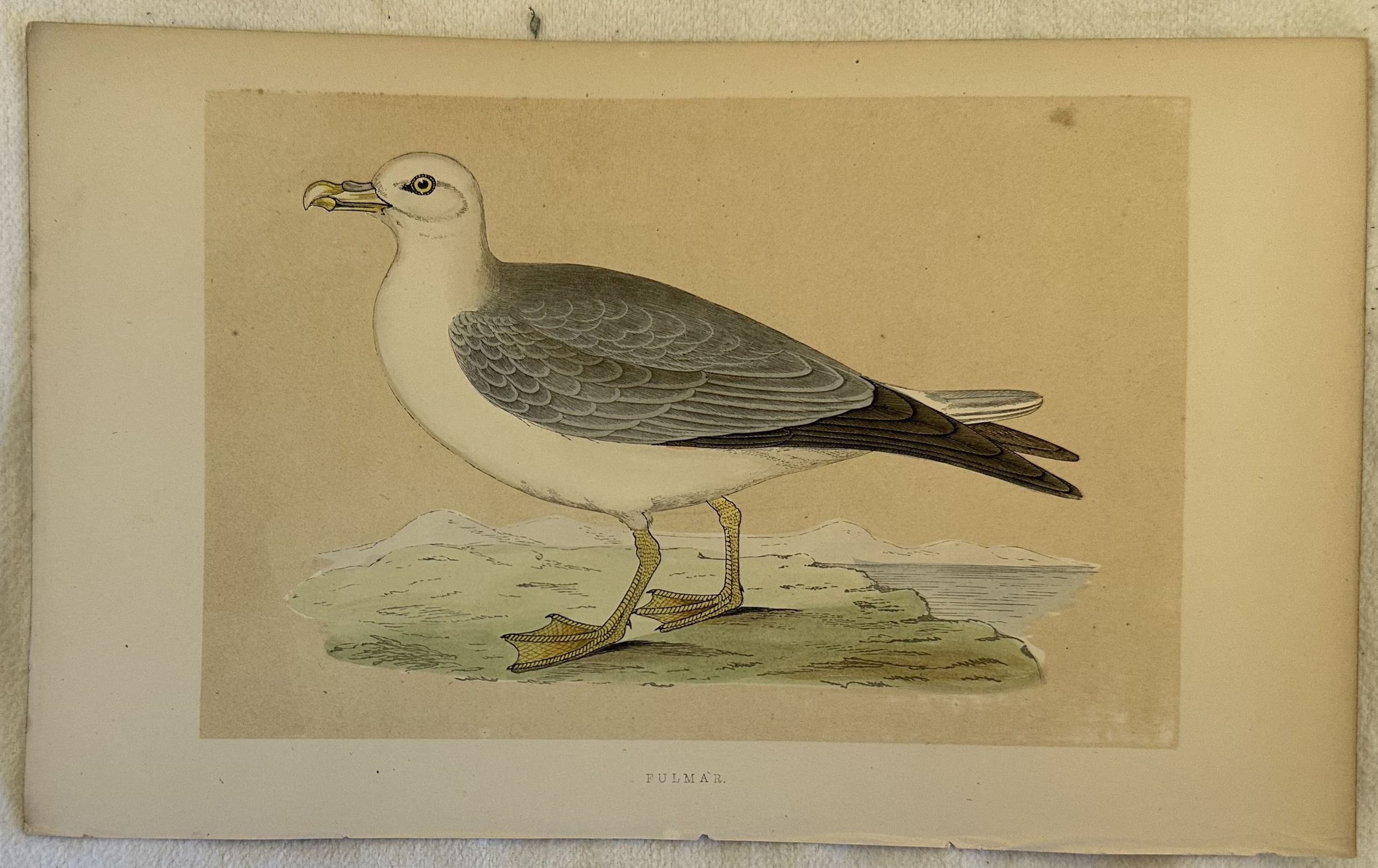 FULMAR Fulmarus glacialis (Fulmaro)