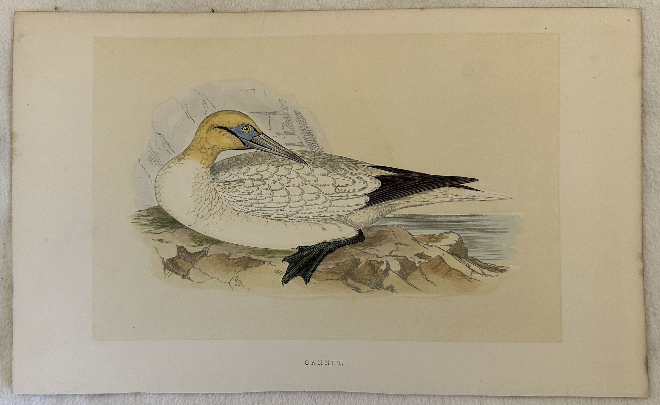 GANNET (Morus bassanus) Sula bassana