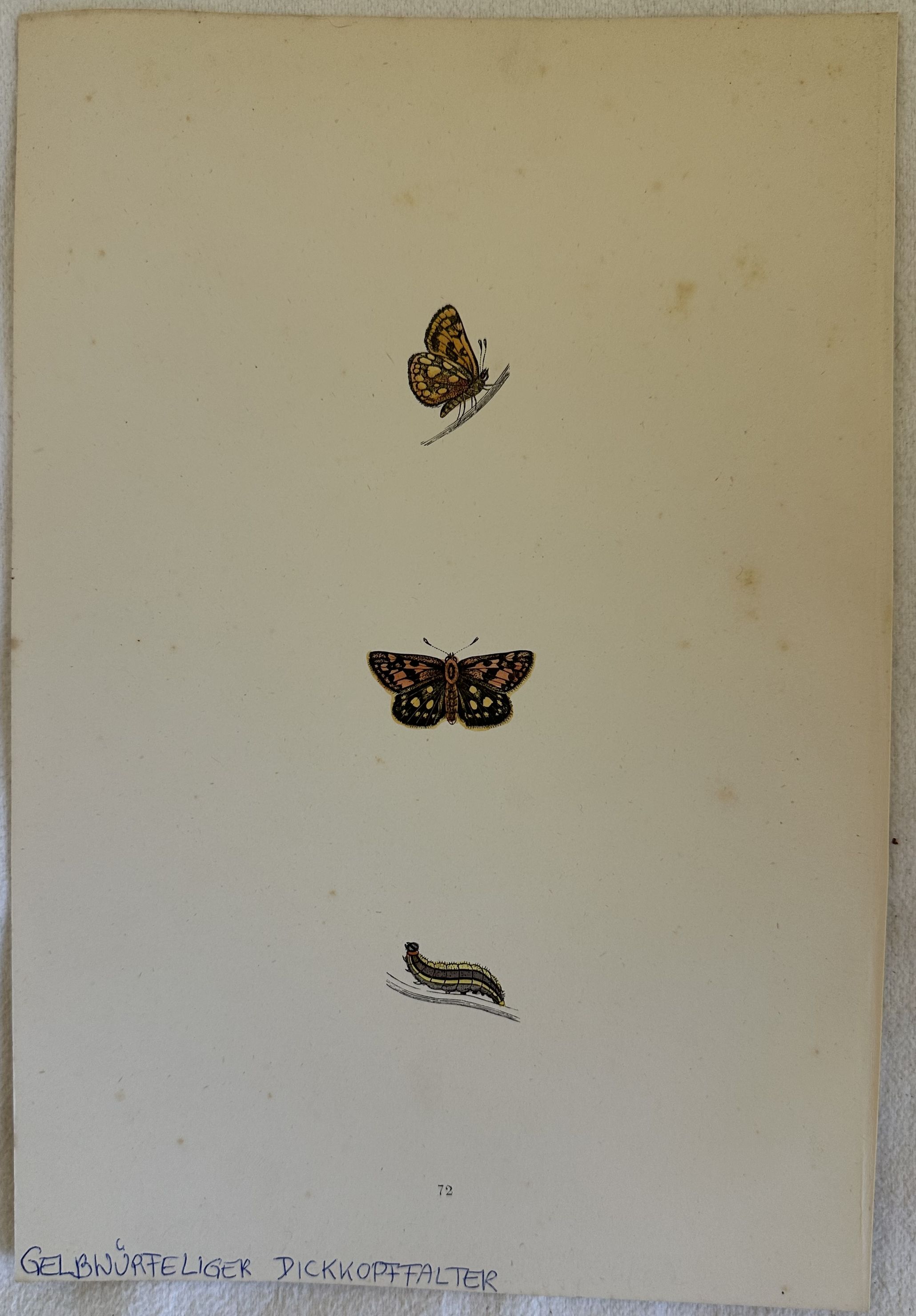 GELBWURFELIGER DICKKOPFFALTER Carterocephalus palaemon (Carterocefalo)