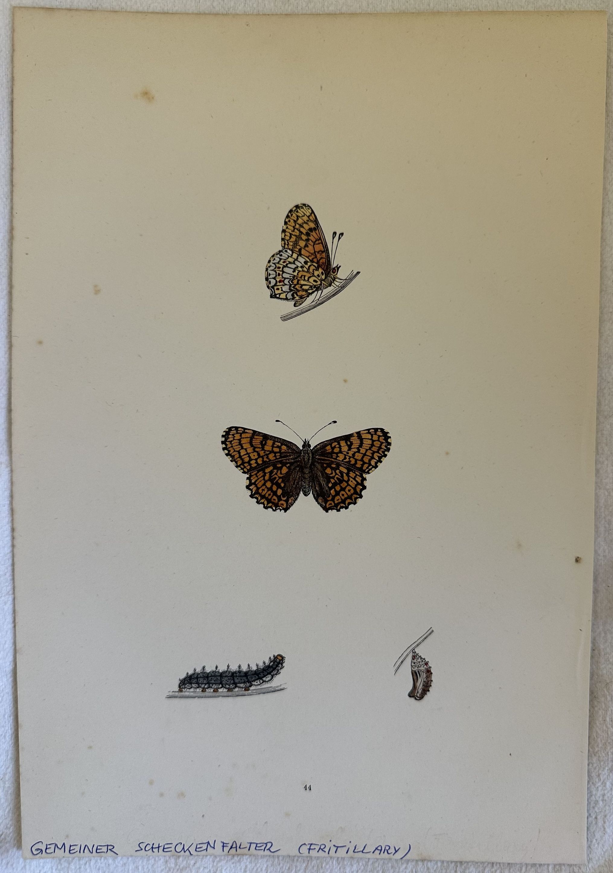 GEMEINER SCHECKENFALTER Melitaea Cinxia