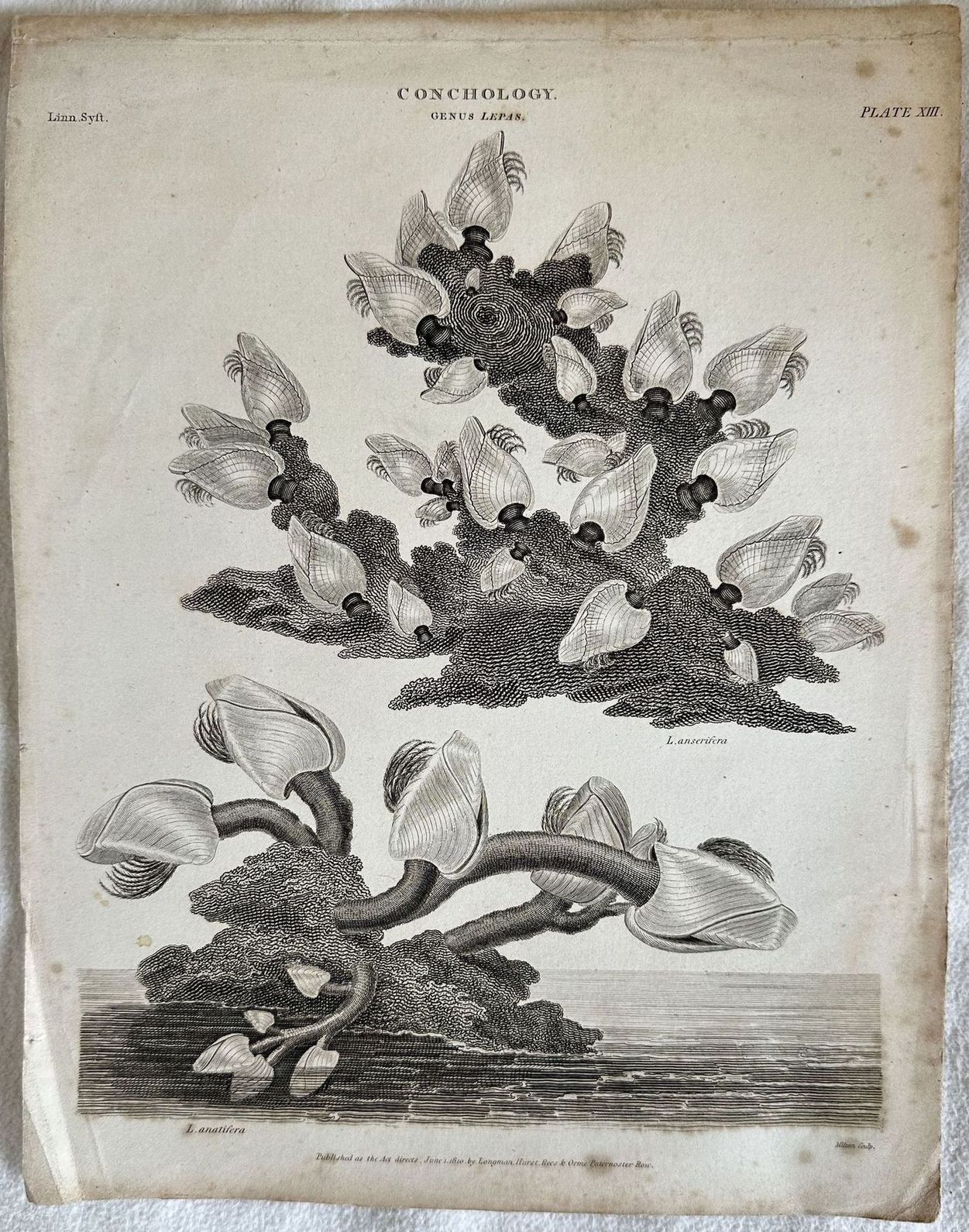 GENUS LEPAS ENGRAVED FOR THE ANCYCLOPEDIA LONDINENSIS 1810