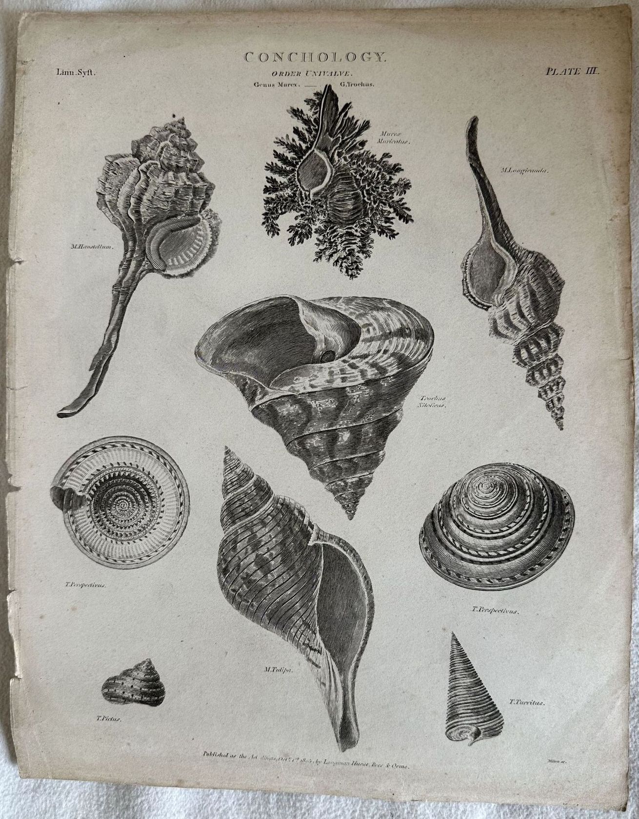 GENUS Murex - G. Trochus ENGRAVED FOR THE ANCYCLOPEDIA LONDINENSIS …