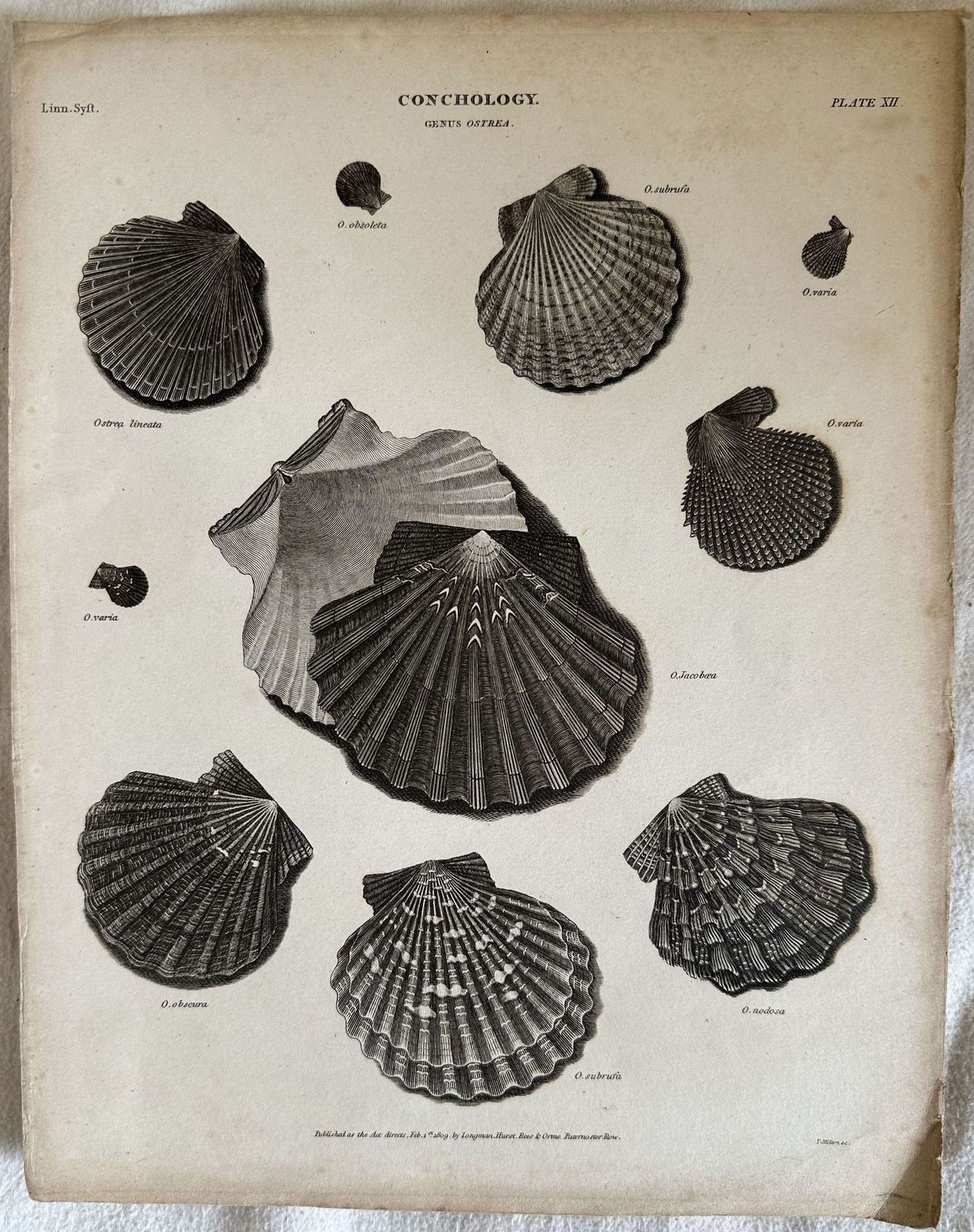 GENUS Ostrea ENGRAVED FOR THE ANCYCLOPEDIA LONDINENSIS 1809