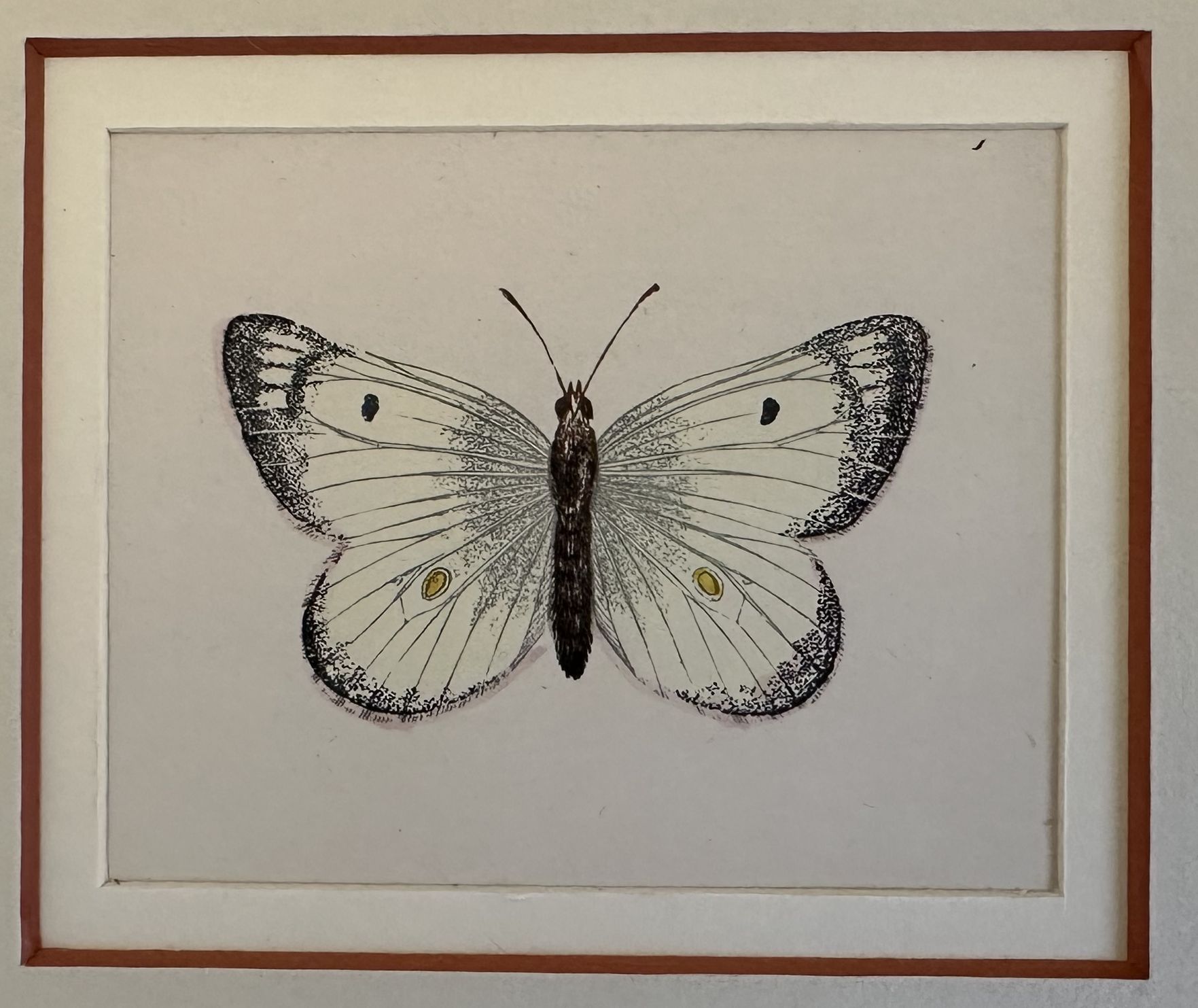 Goldene Acha Papilio androm acha