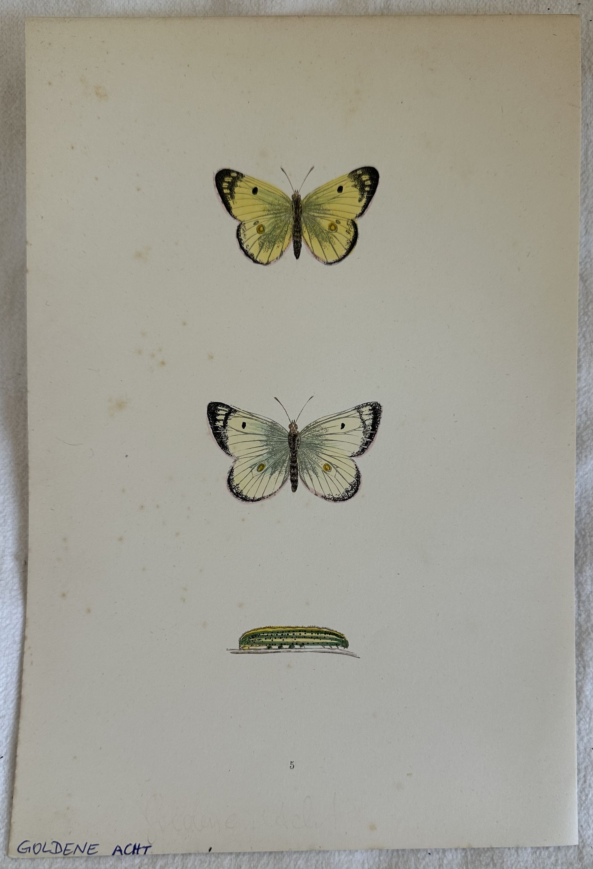 GOLDENE ACHT Colias hyale Coliade pallida