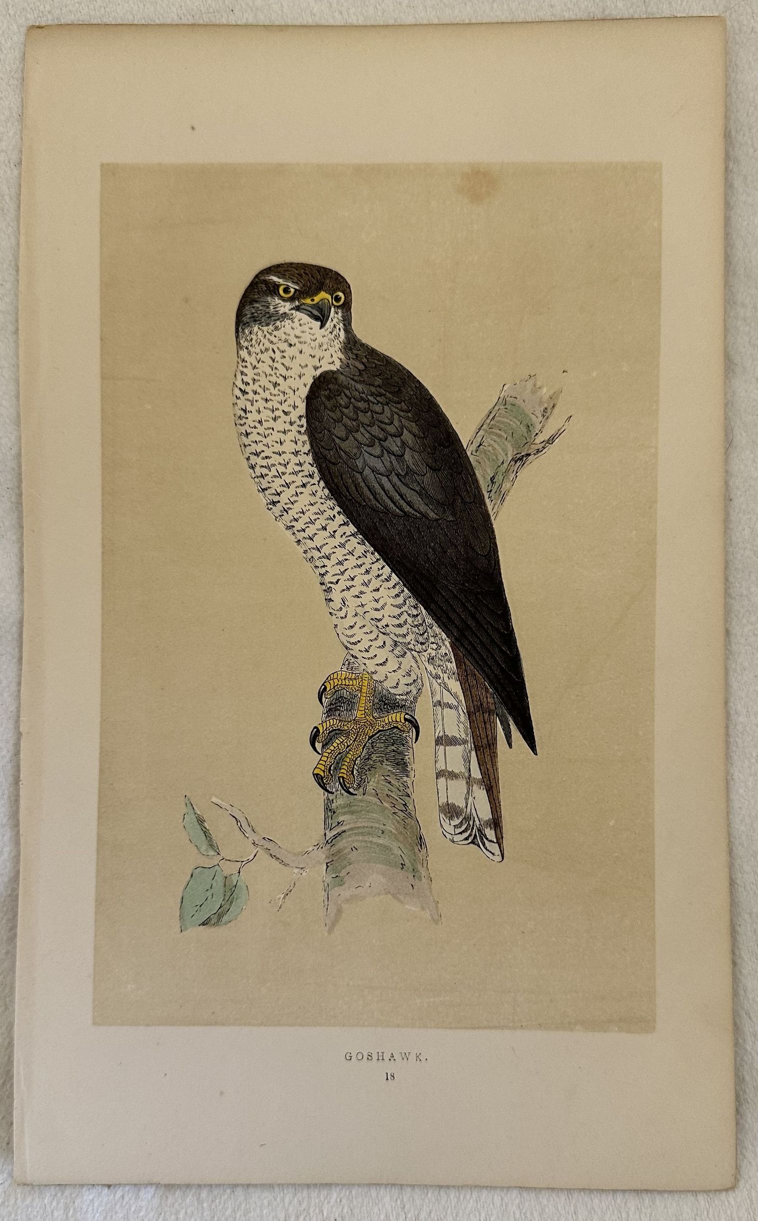 GOSHAWK (Accipiter gentilis) Astore