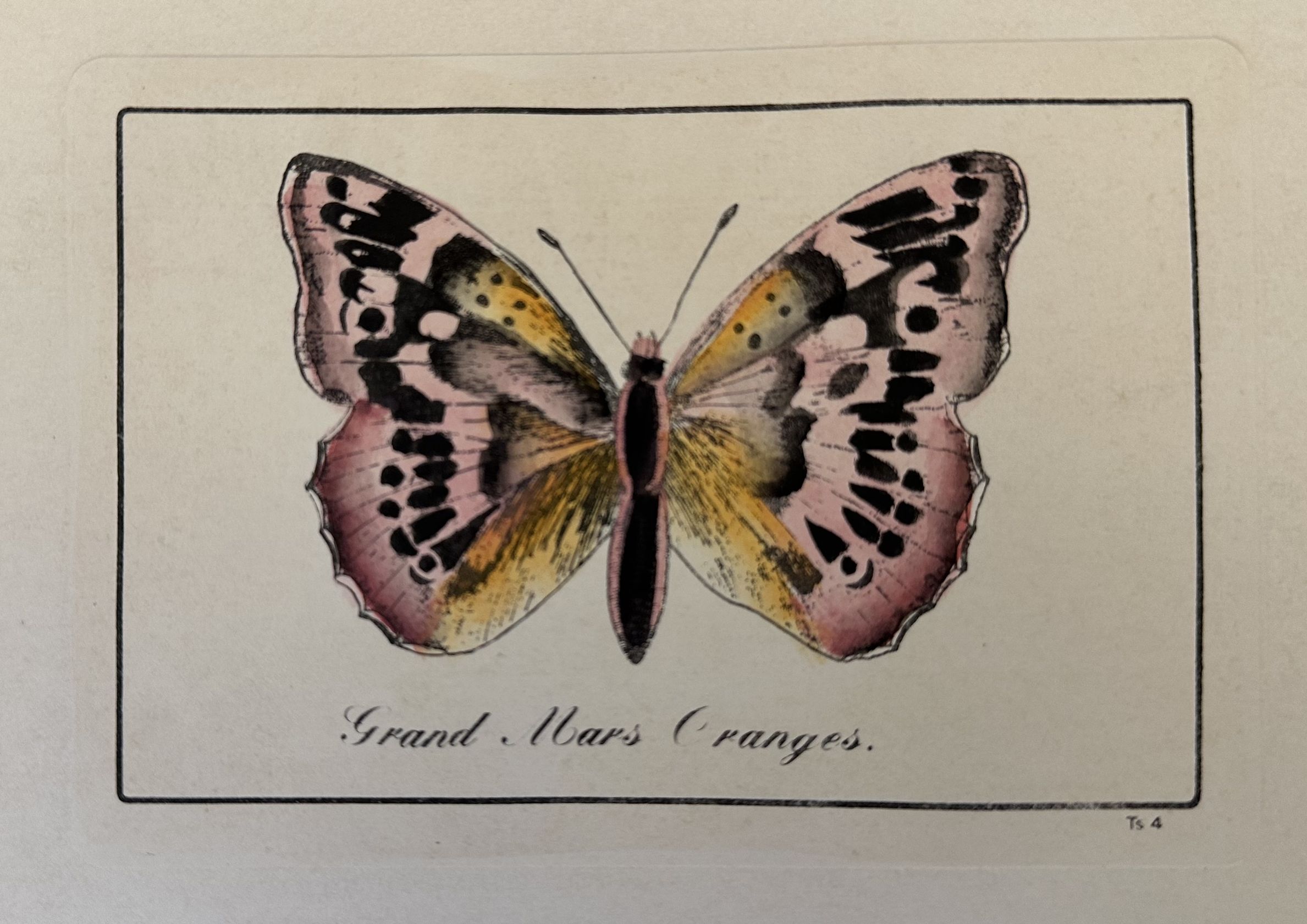 GRAND MARS ORANGES Apatura