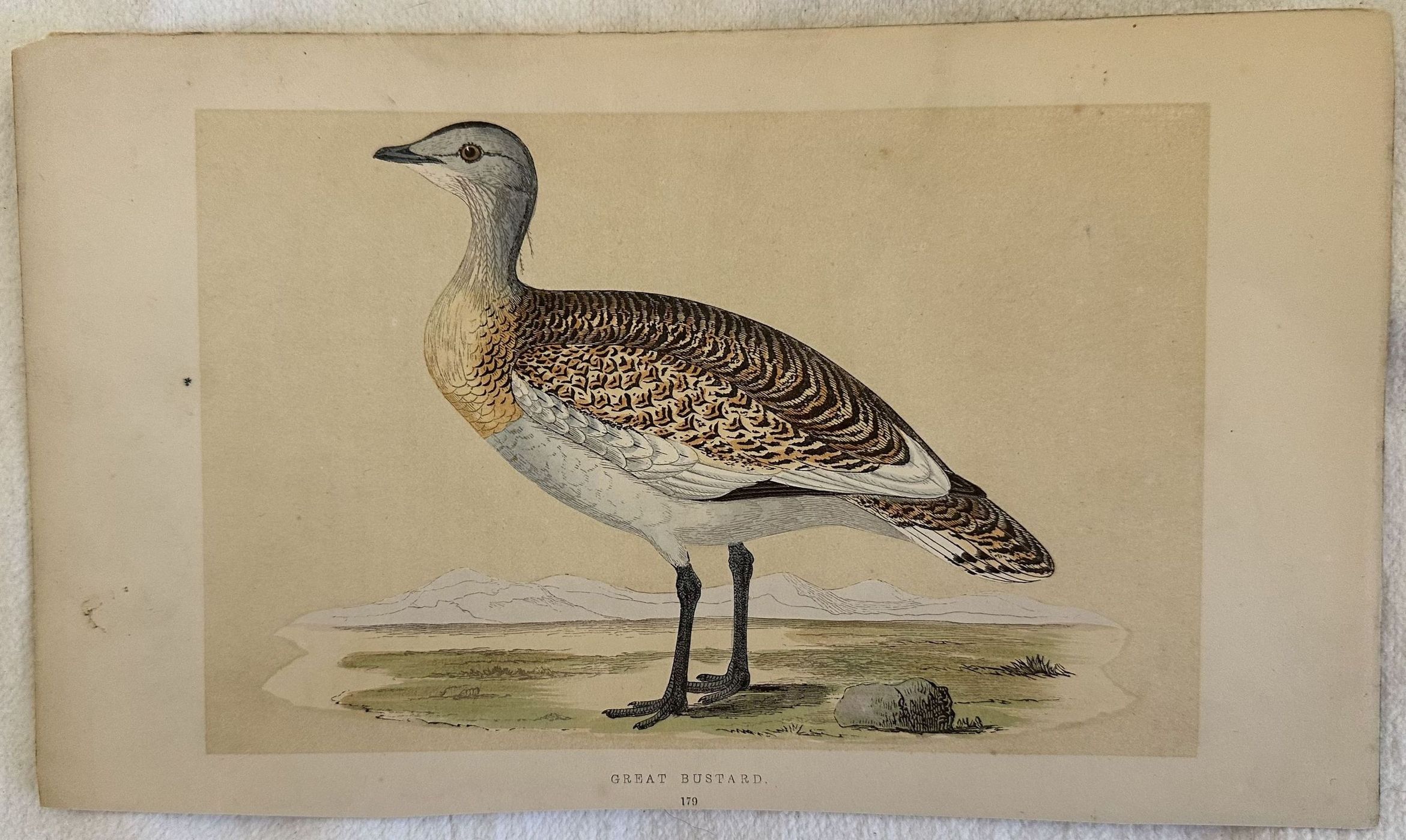 GREAT BUSTARD Otis tarda (Otarda maggiore)