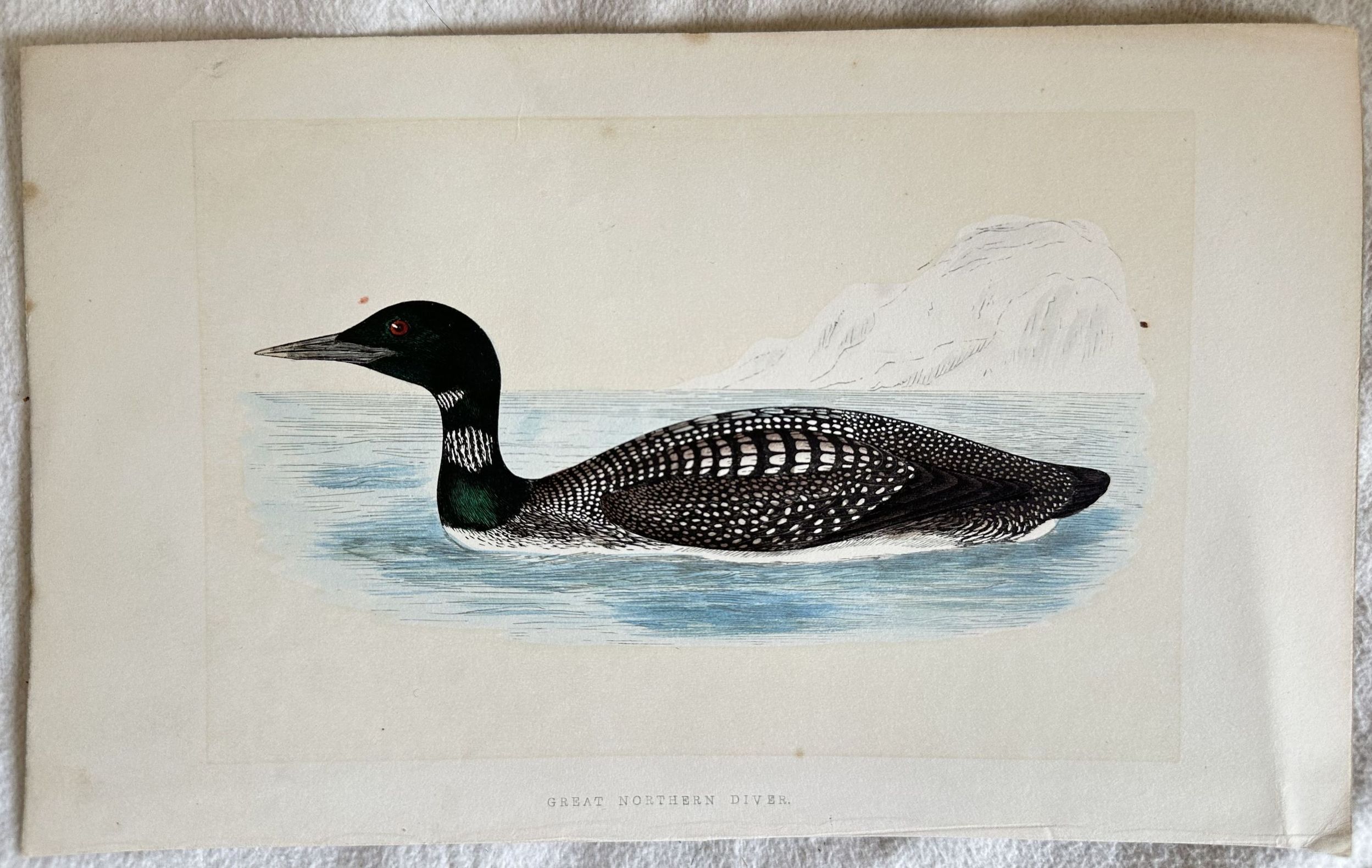 GREAT NORTHERN DIVER (Strolaga maggiore)