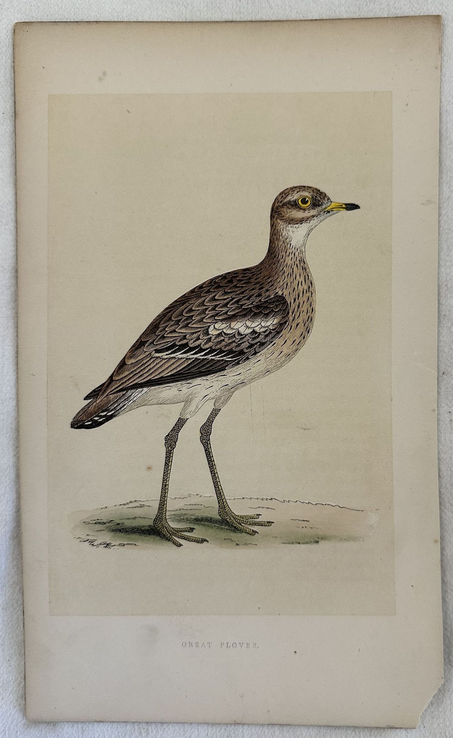 GREAT PLOVER Anarhynchus leschenaultii (Corriere di Leschenault)