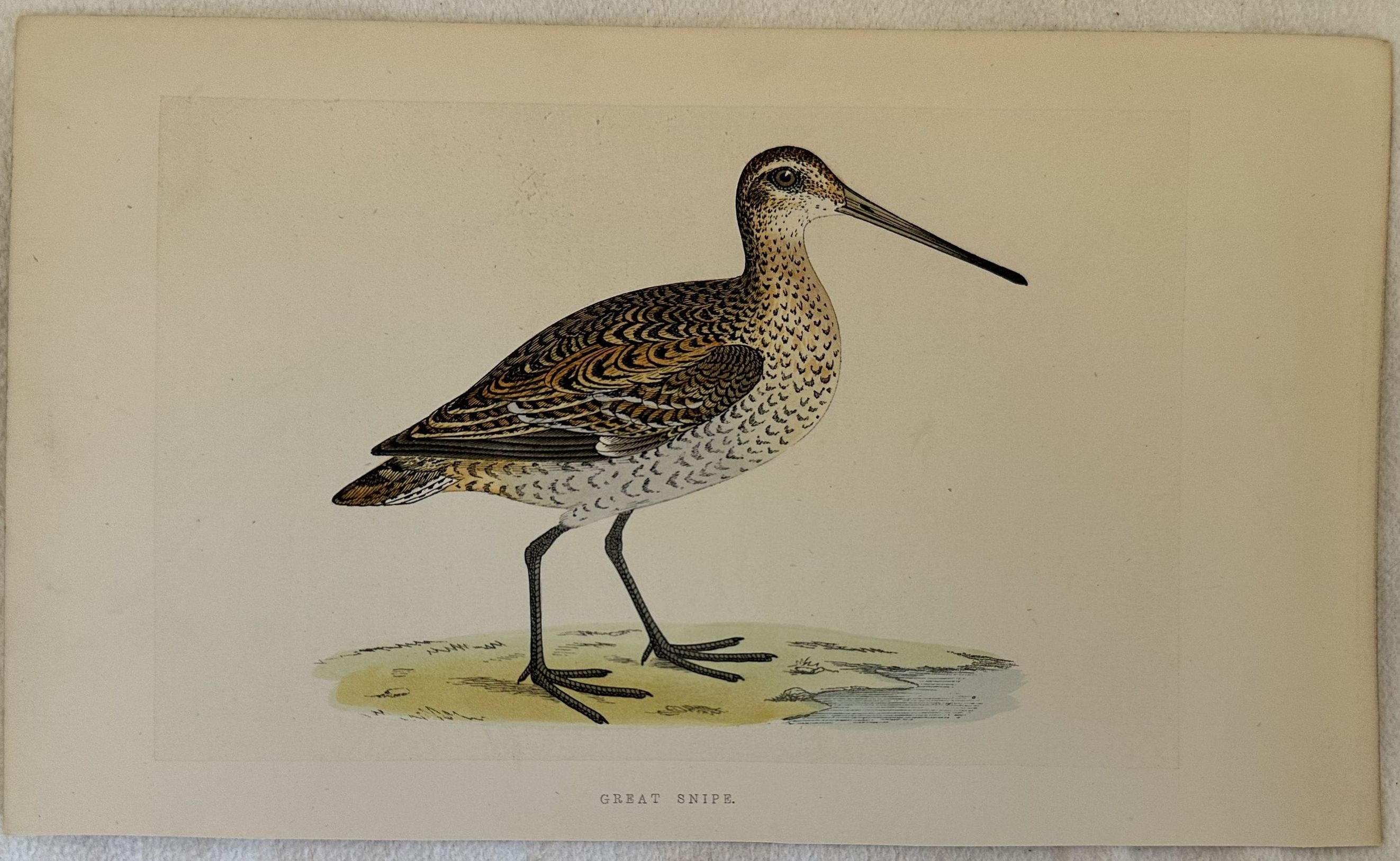 GREAT SNIPE Gallinago media (Croccolone)