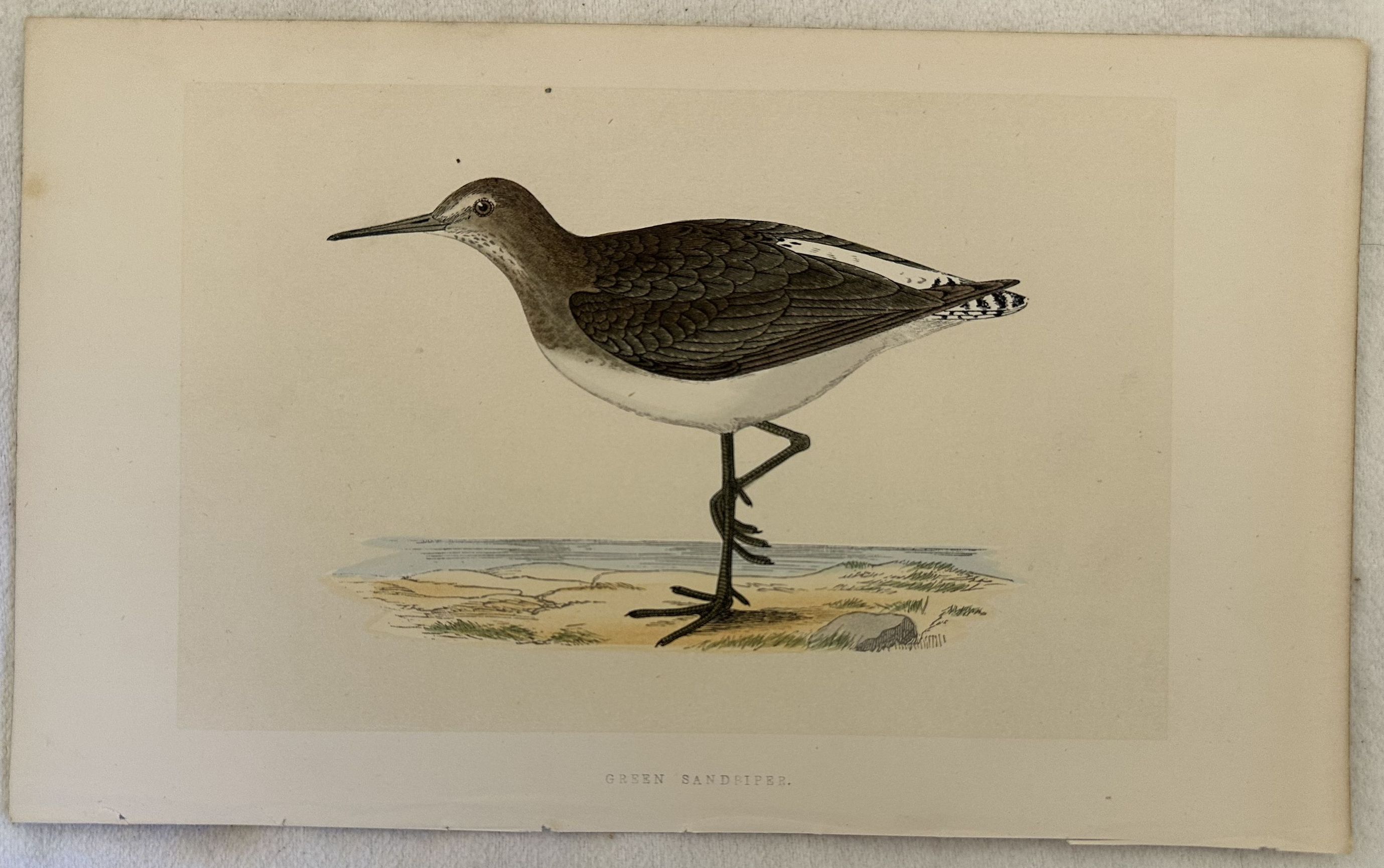 GREEN SANDPIPER Tringa ochropus (Piro-piro culbianco)