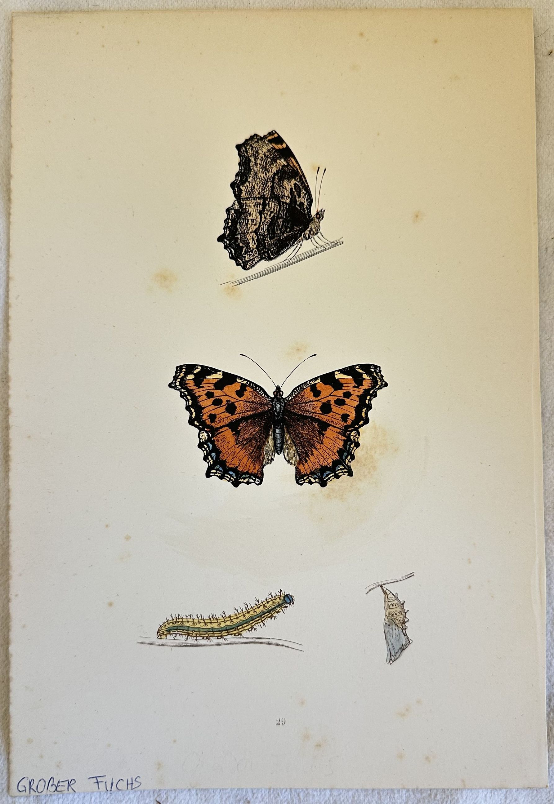 GROBER FUCHS Nymphalis polychloros