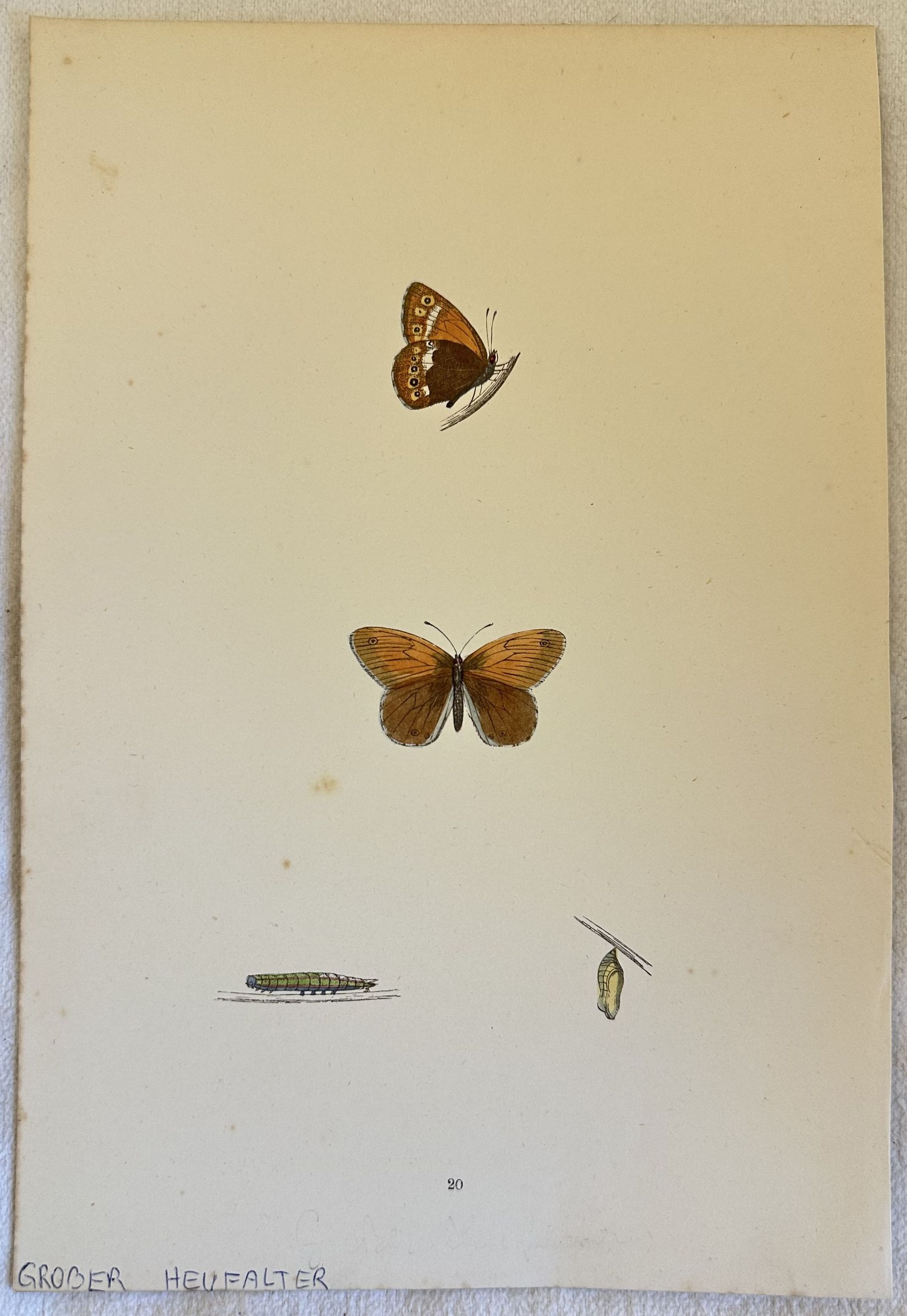 GROBER HEUFALTER Colias