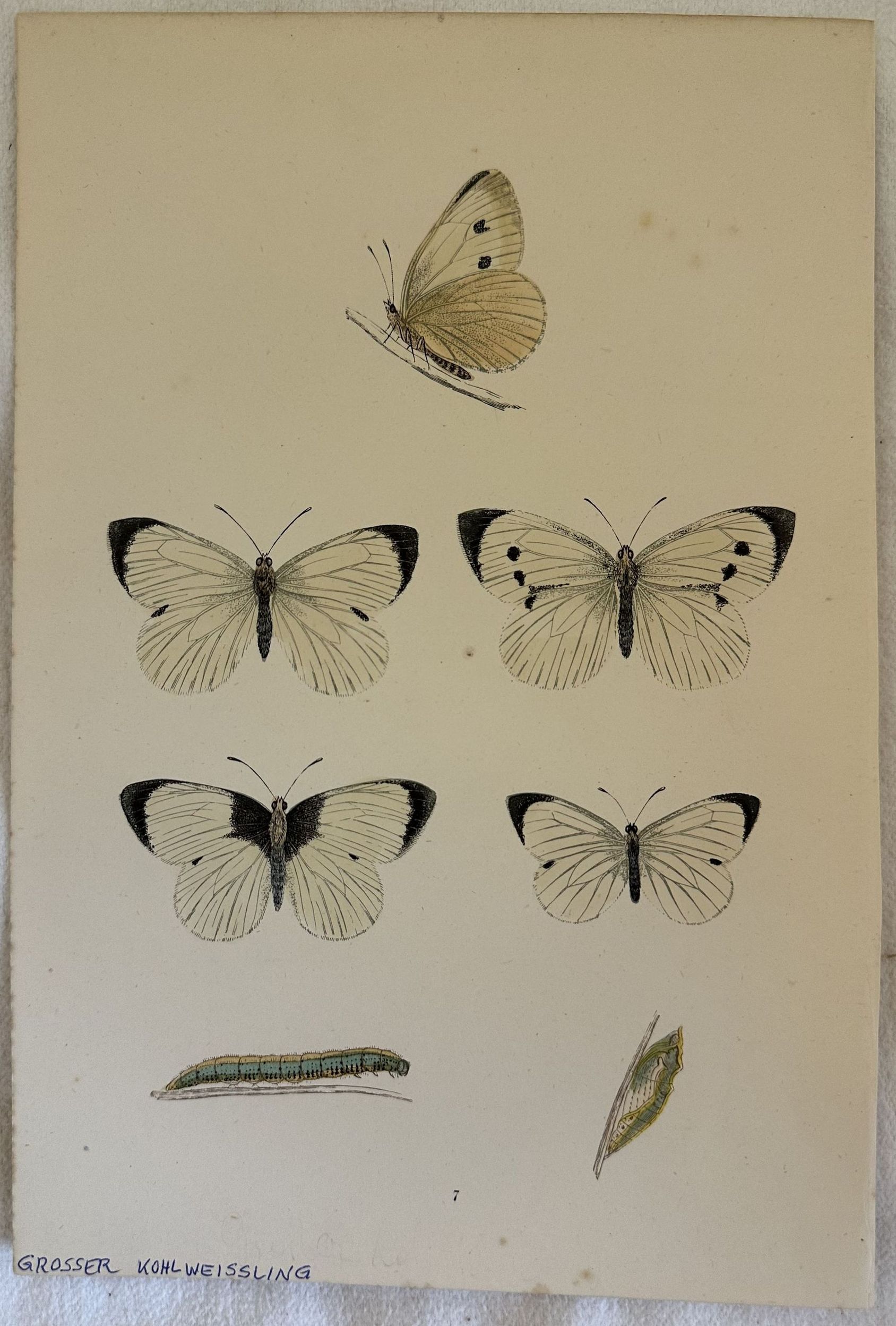 GROSSER KOHLWEISSLING Pieris brassicae