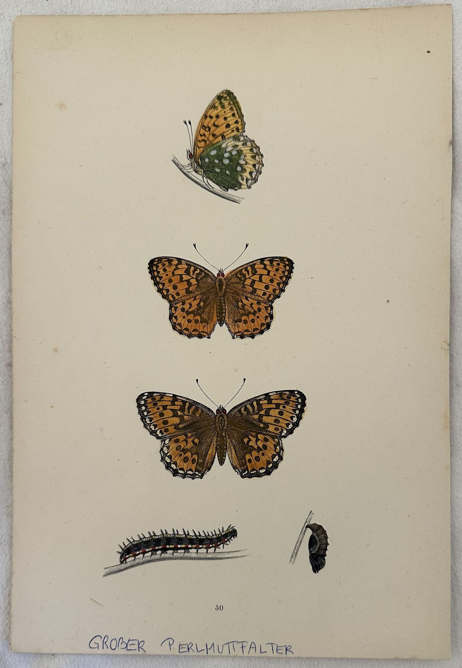 GROSSER PERLMUTTFALTER Speyeria aglaja