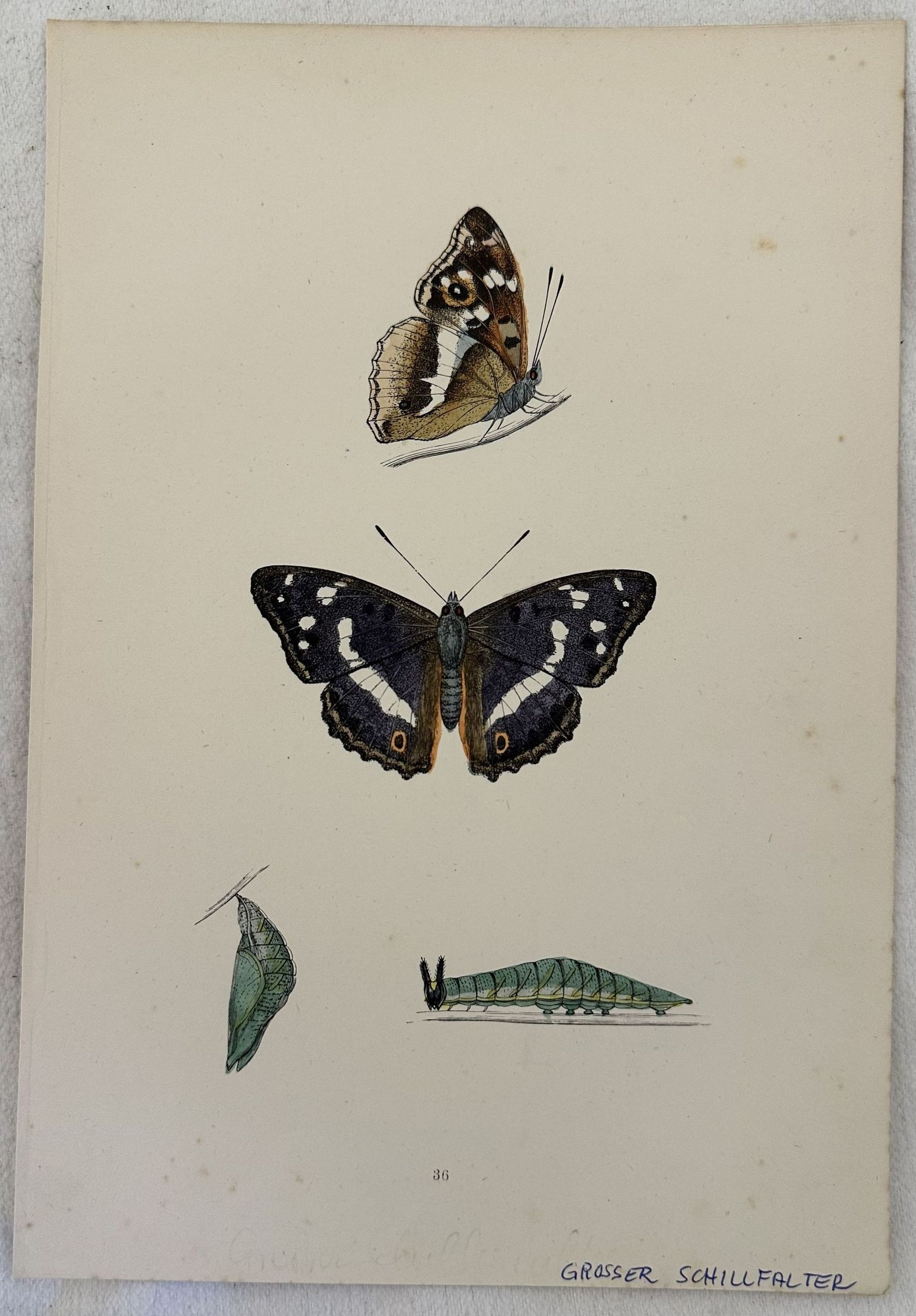 GROSSER SCHILLFALTER Apatura iris Farfalla iride