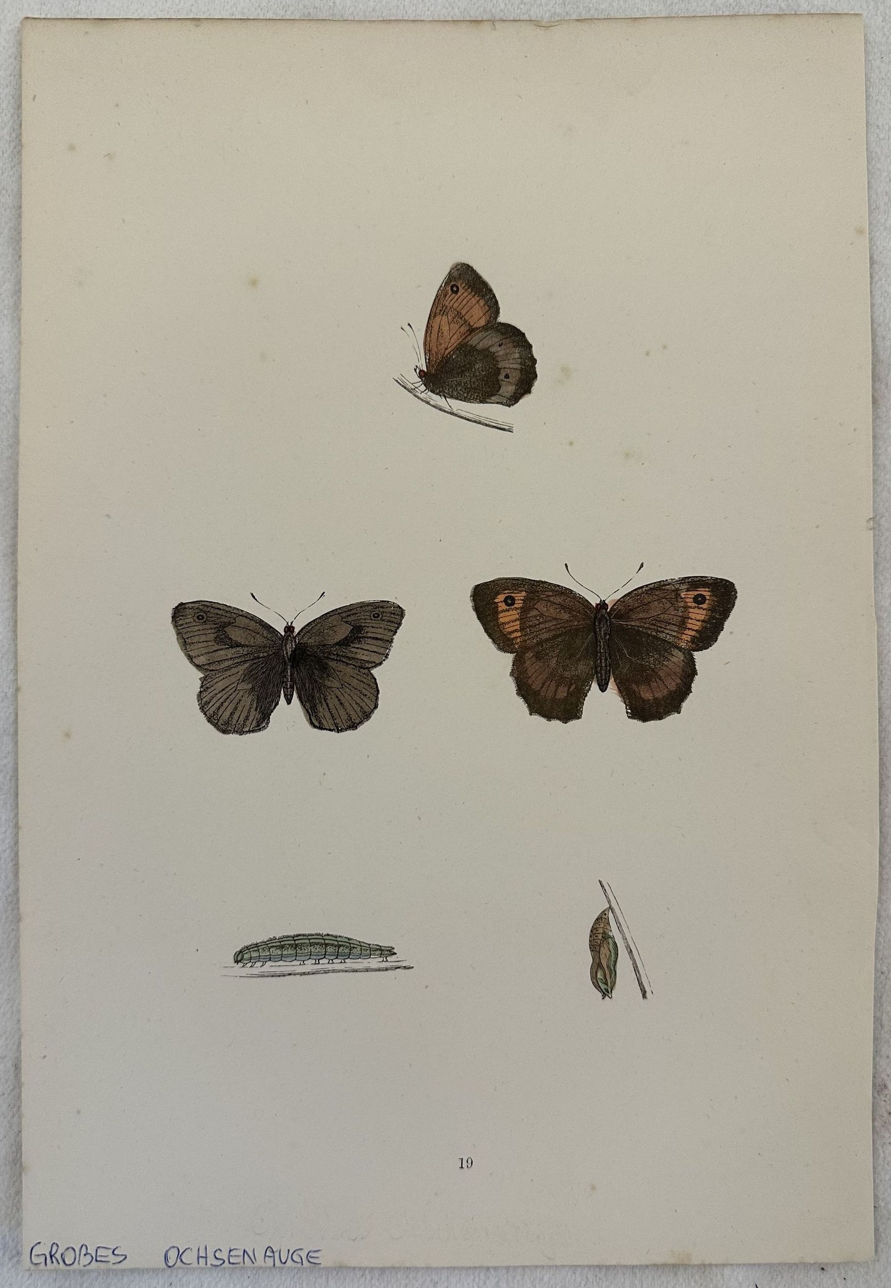 GROSSES OCHSENAUGE Maniola jurtina (Maniola comune)