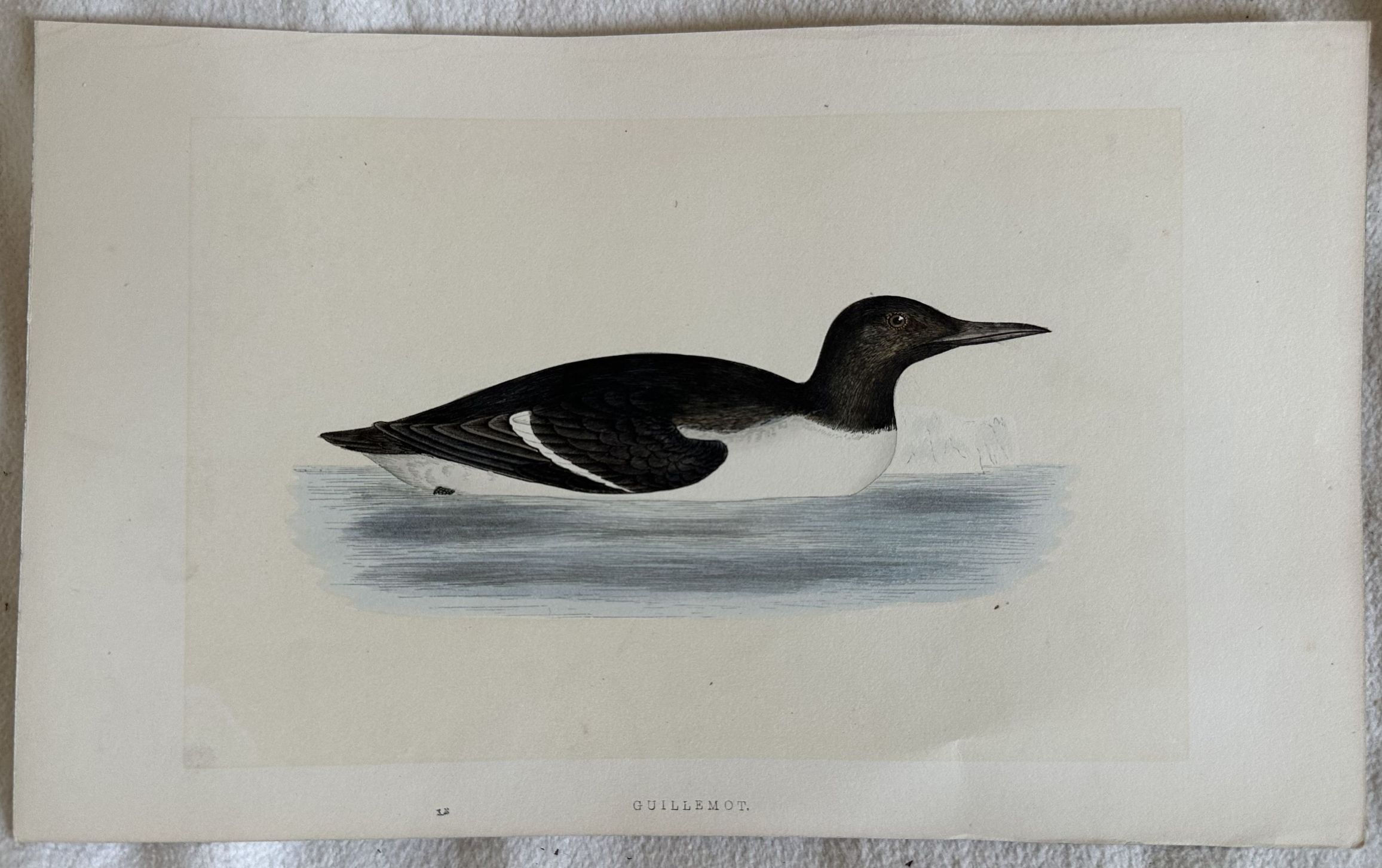 GUILLEMOT (Alcide)