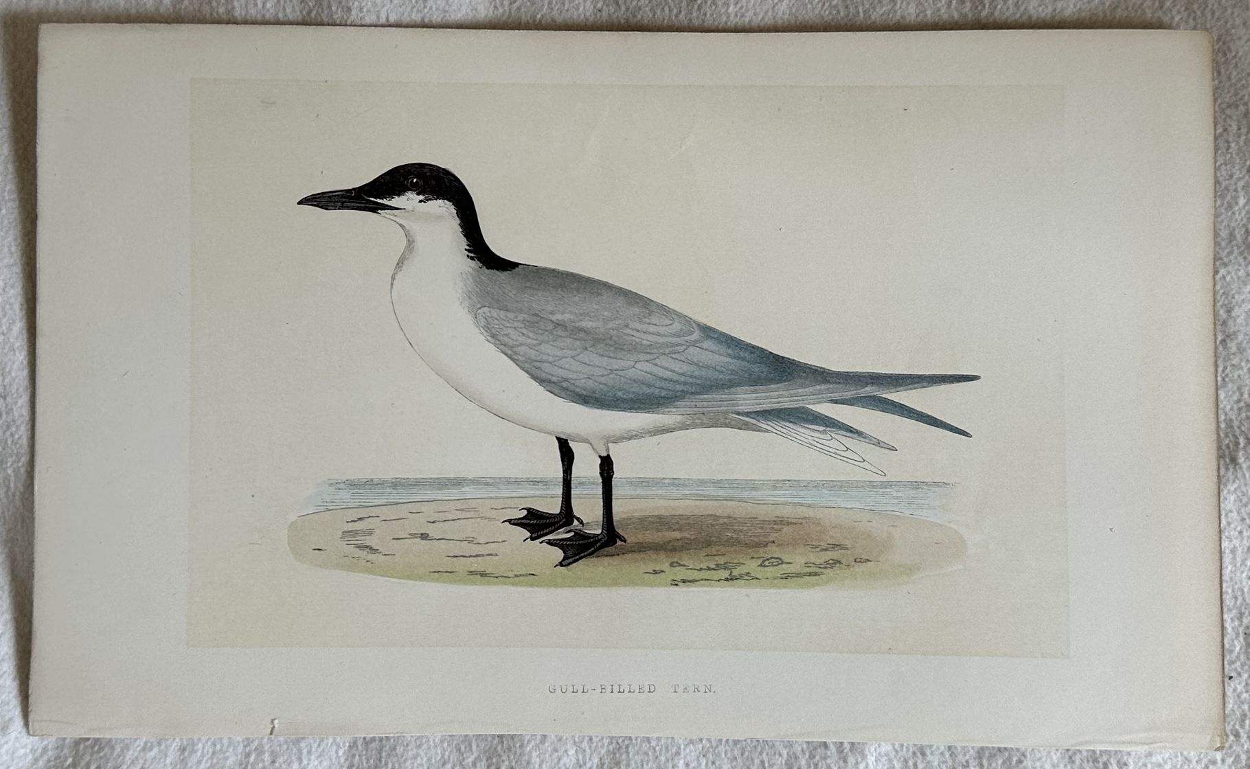GULL-BILLED TERN (Sterna zampenere)