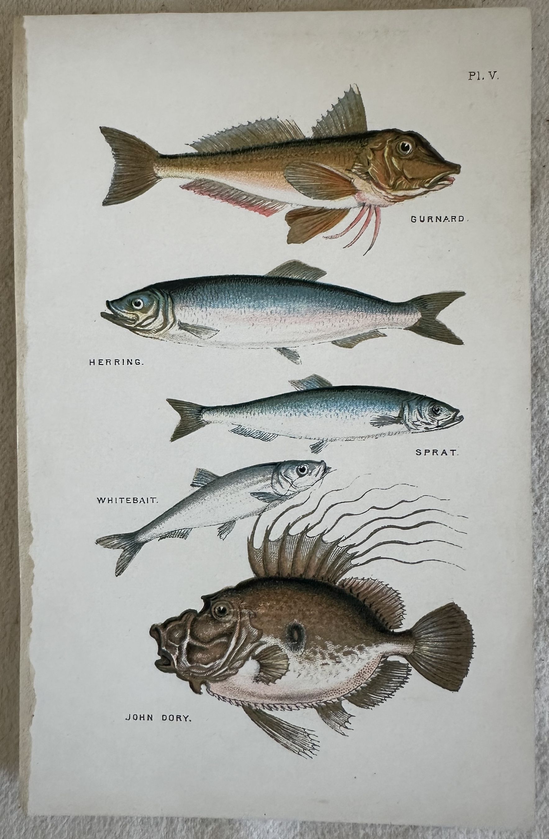 GURNARD (Gallinella di mare) HERRING (Aringa) SPRAT (Spratto o papalina) …