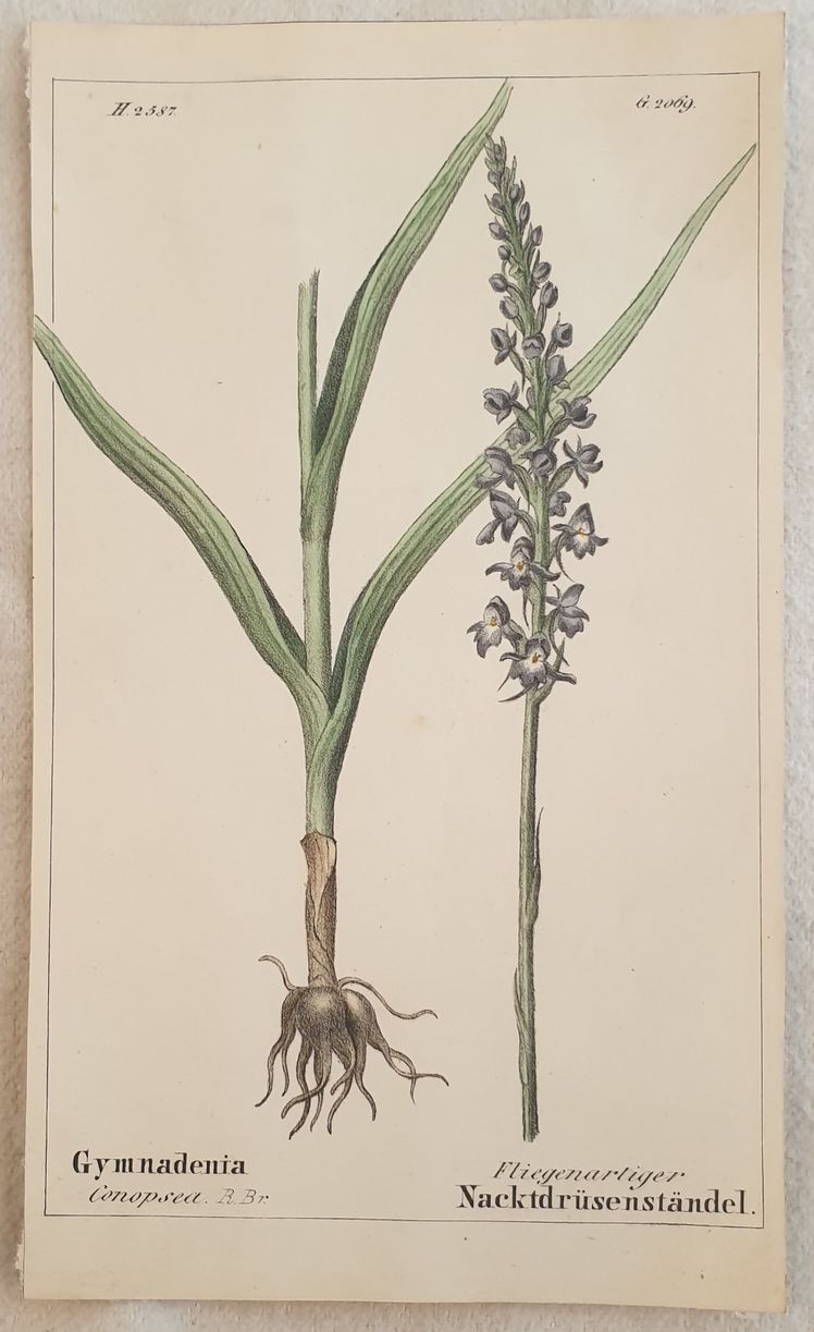 Gymnadenia conopsea