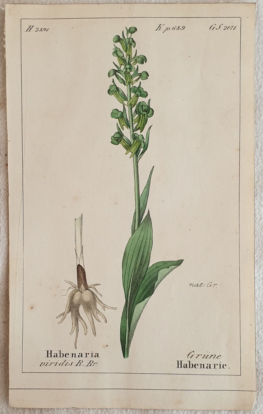 Habenaria viridis