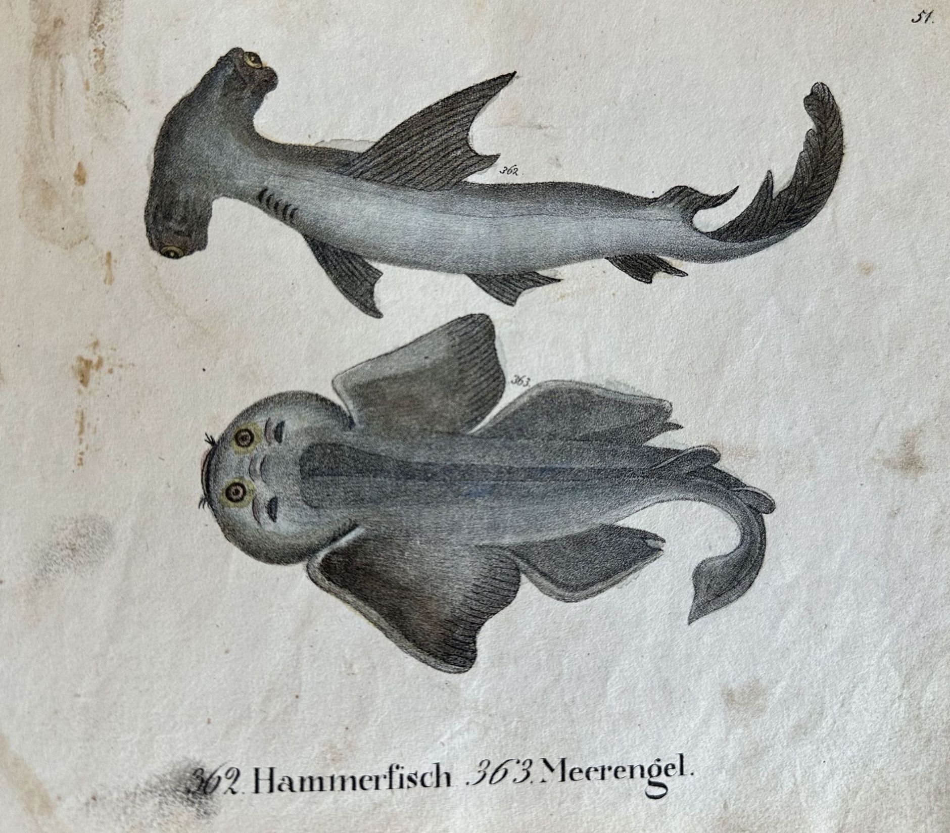 HAMMERFISCH MEERENGEL