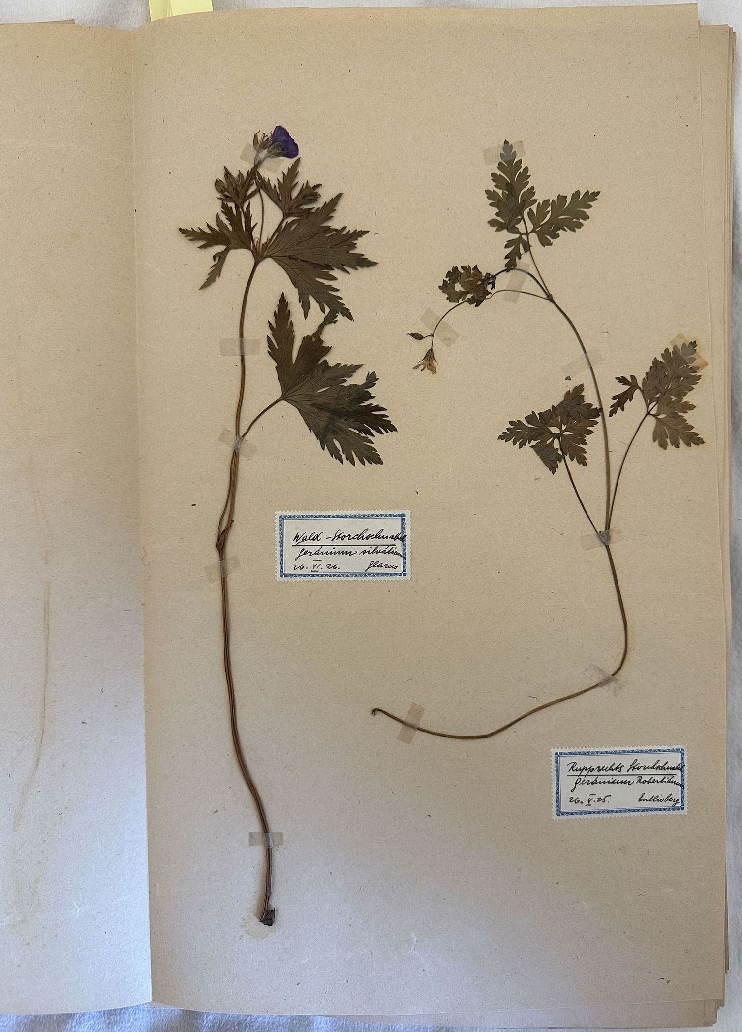 HERBARIUM 1920/24 K. SCHINDLER